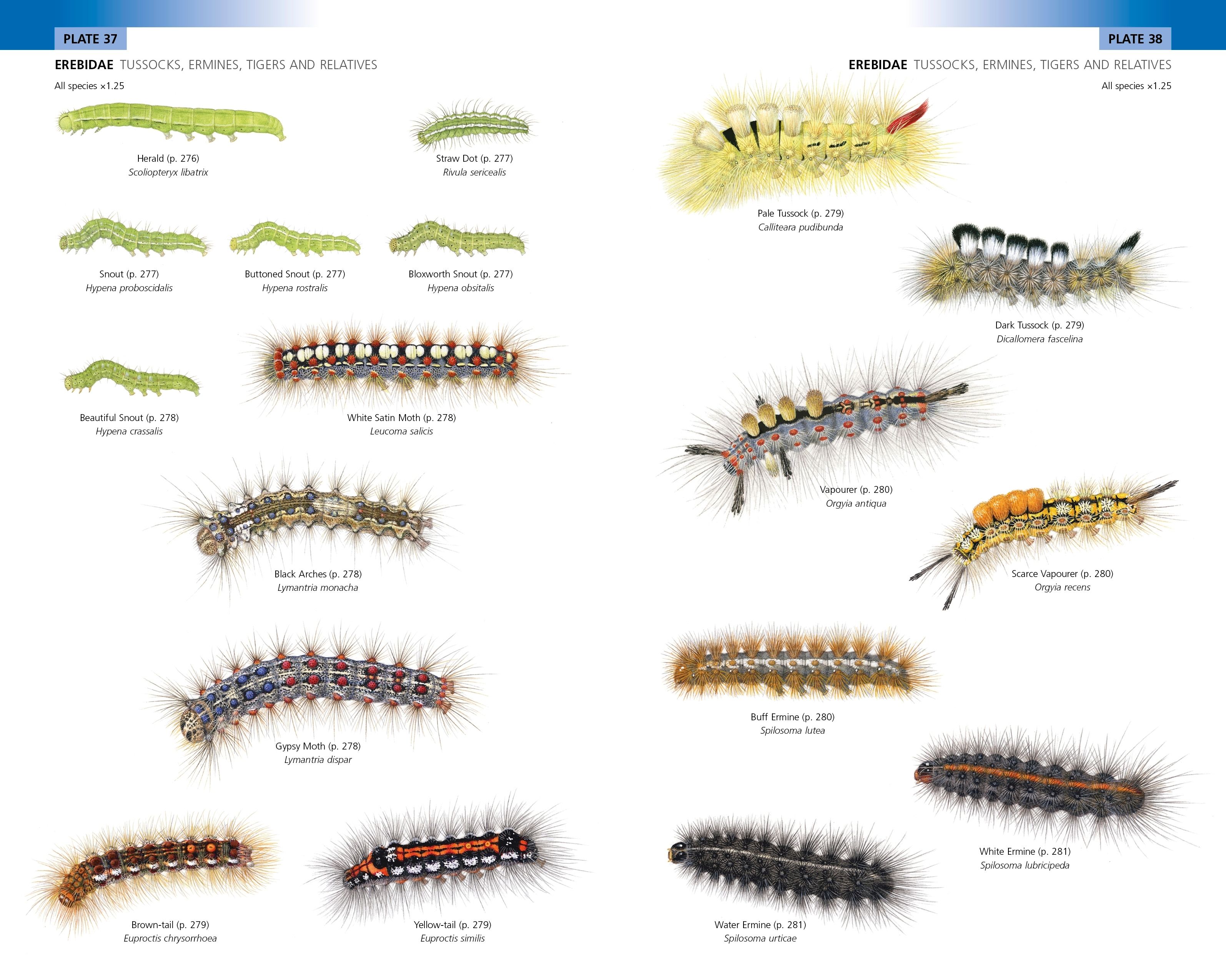 Florida Caterpillar Identification Chart