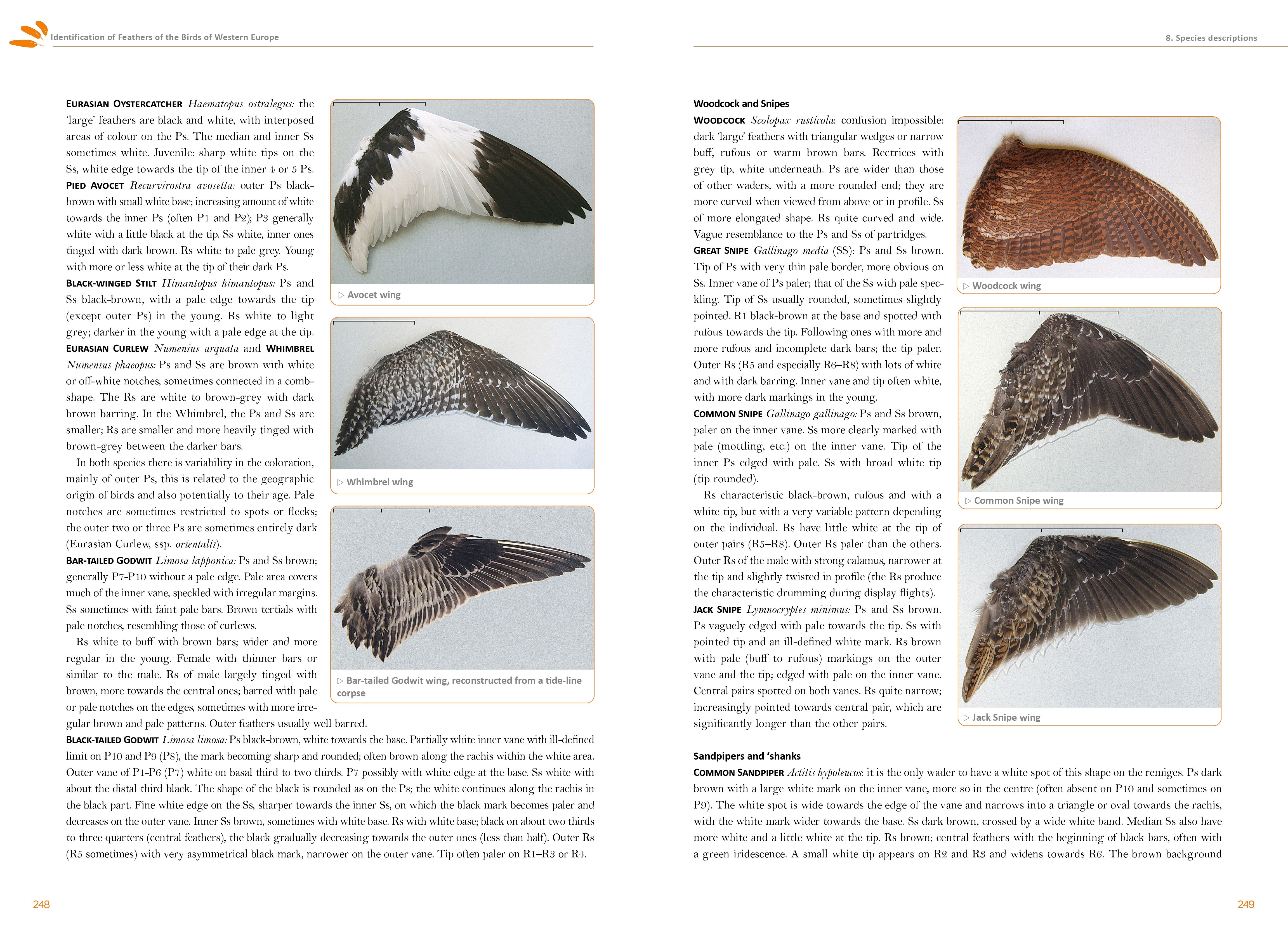 Feathers: An Identification Guide to the Feathers of Western