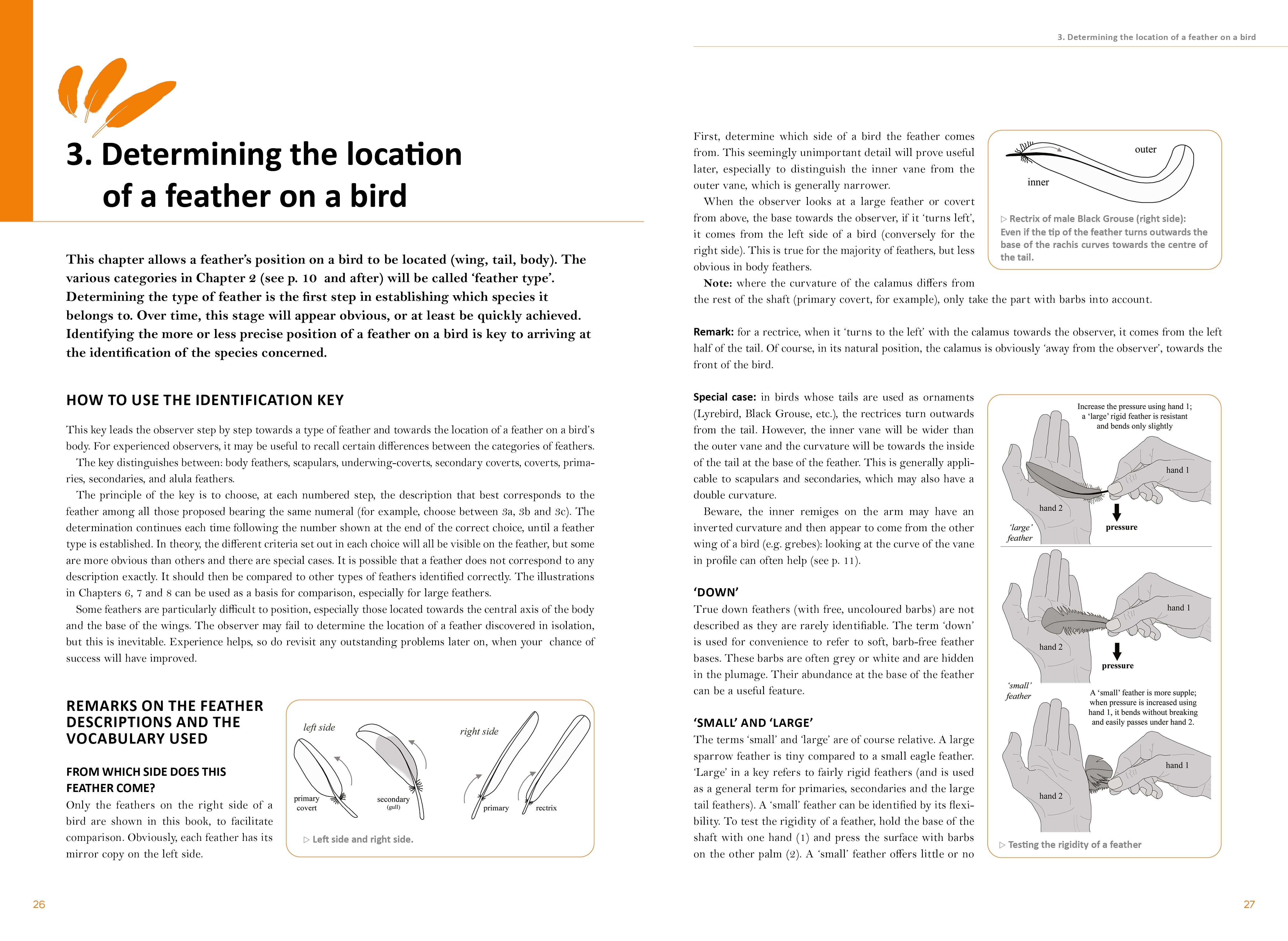 Field Guides To Bird Feathers: A Next-Level Tool for Birdwatchers »  Explorersweb