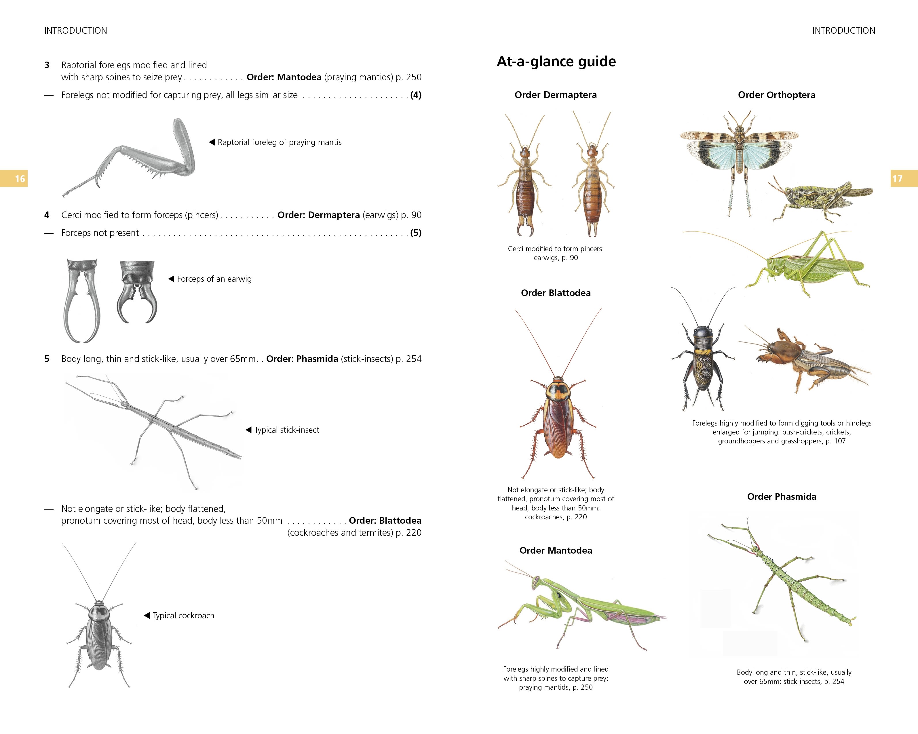 Page Spread