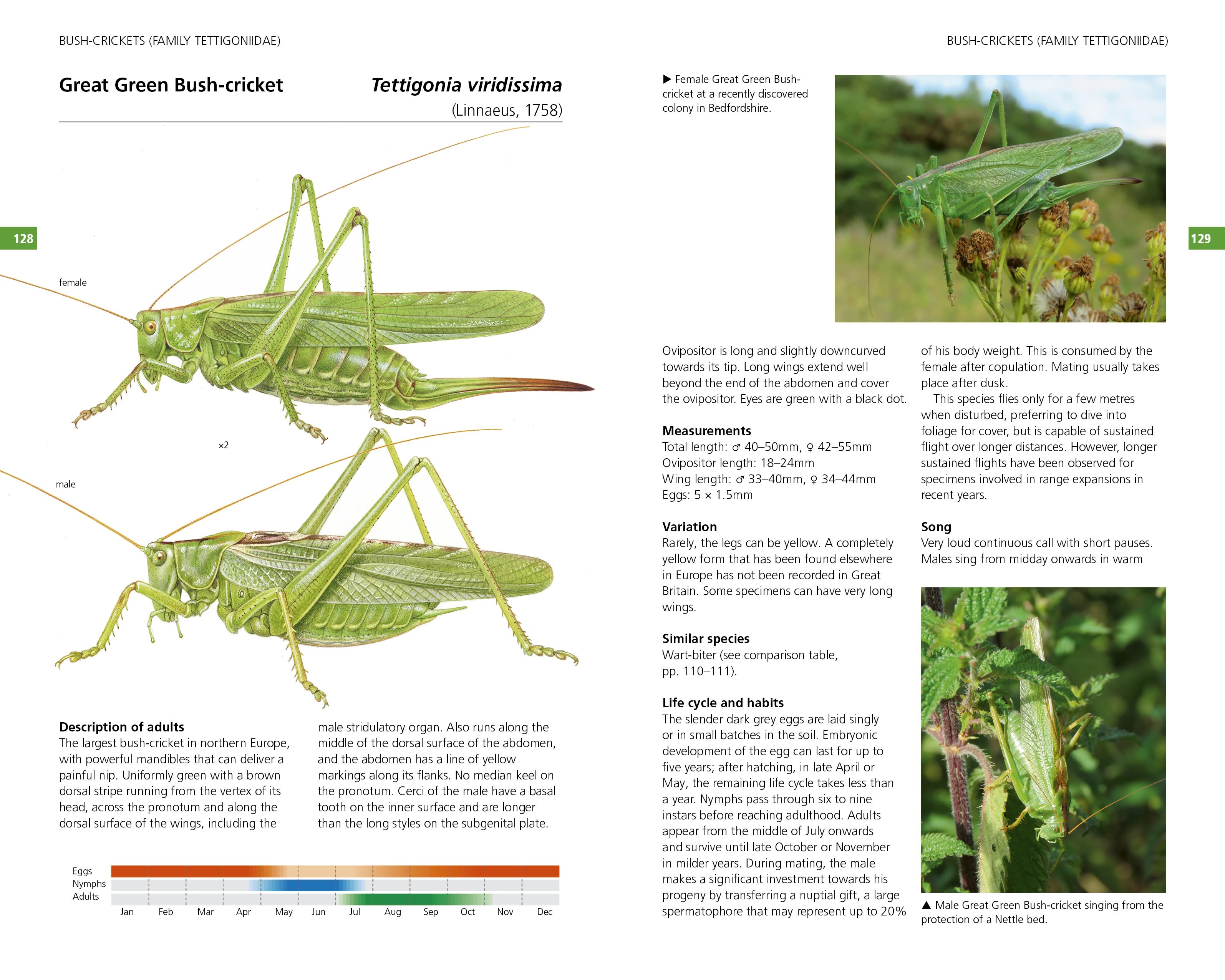 Page Spread