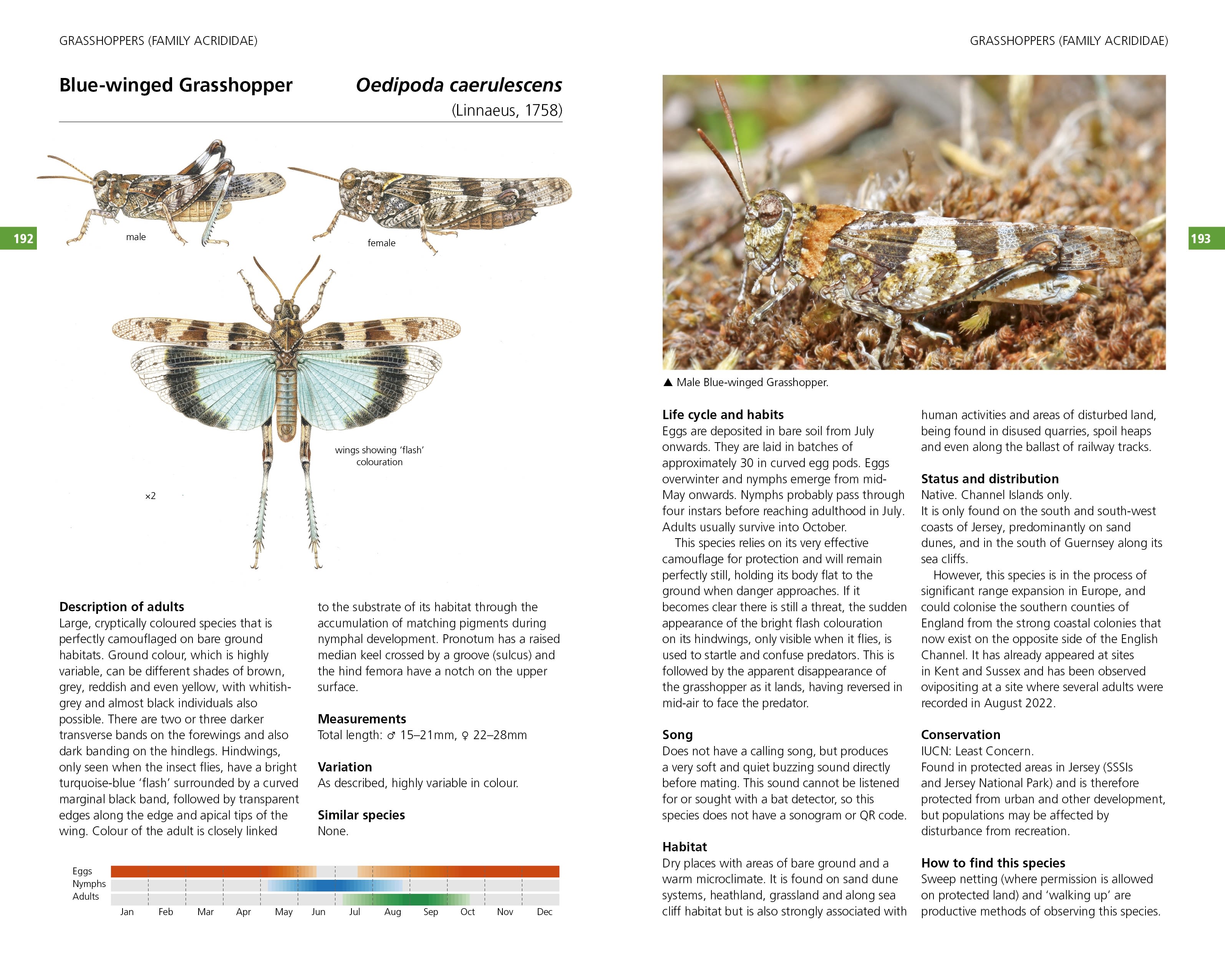 Page Spread