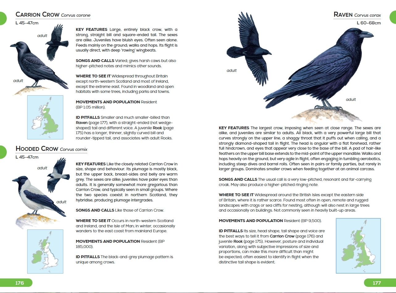 Identifying Rooks  BTO - British Trust for Ornithology