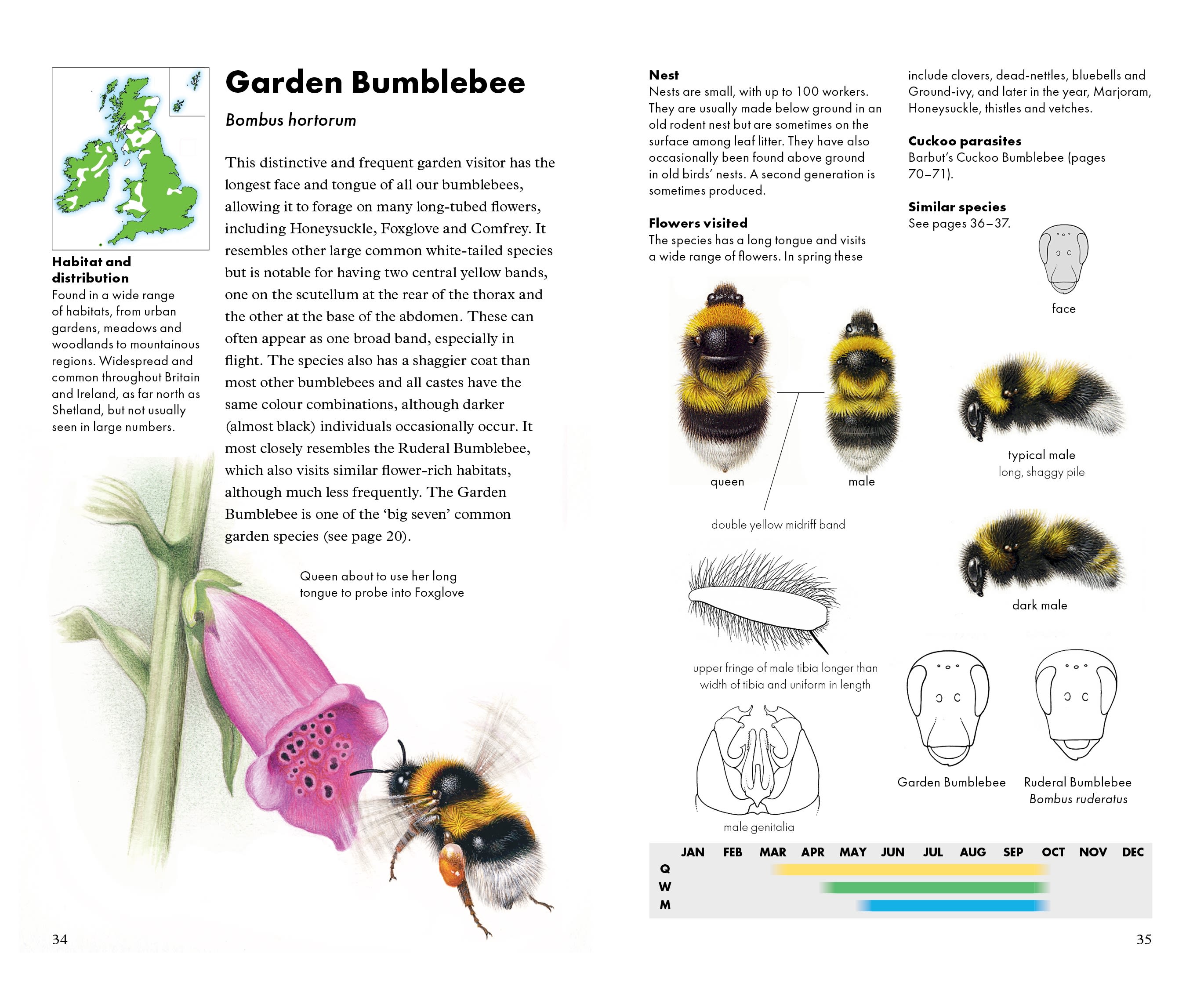 Bumblebee Anatomy  Parts Of A Bumblebee