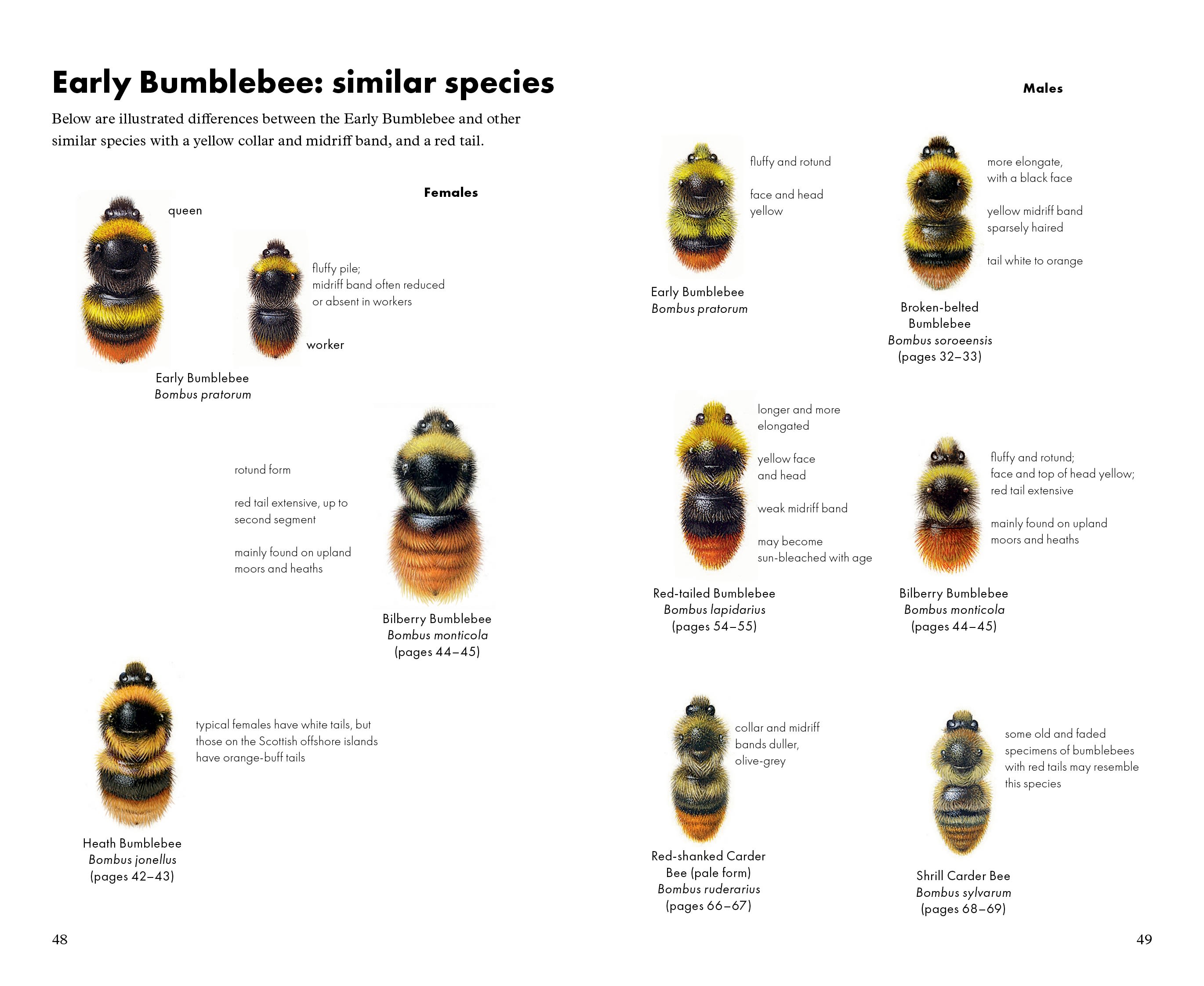 The seven bumblebees you'll see in Britain, and how to identify them -  Country Life