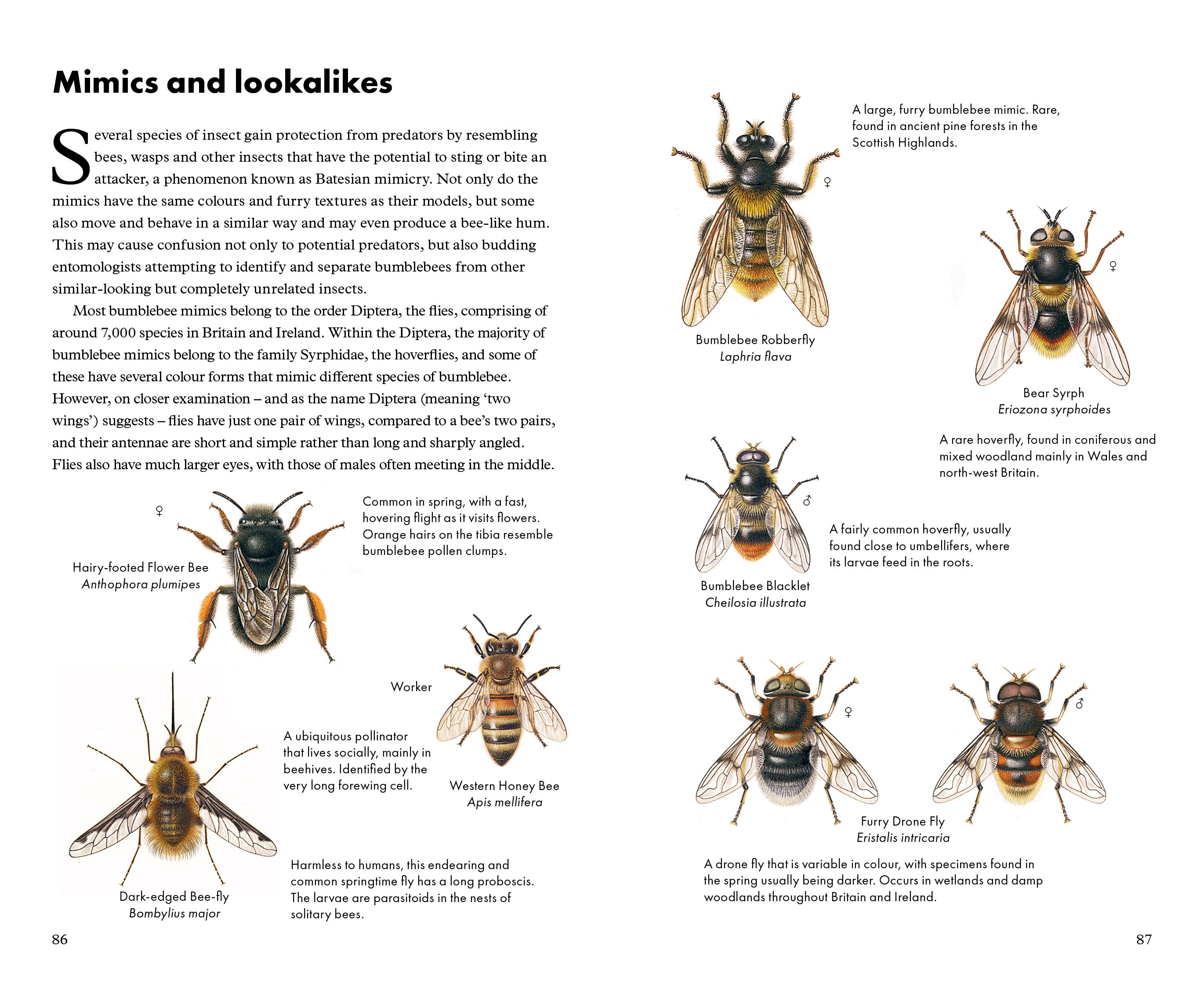 Bumblebee species guide - Bumblebee Conservation Trust