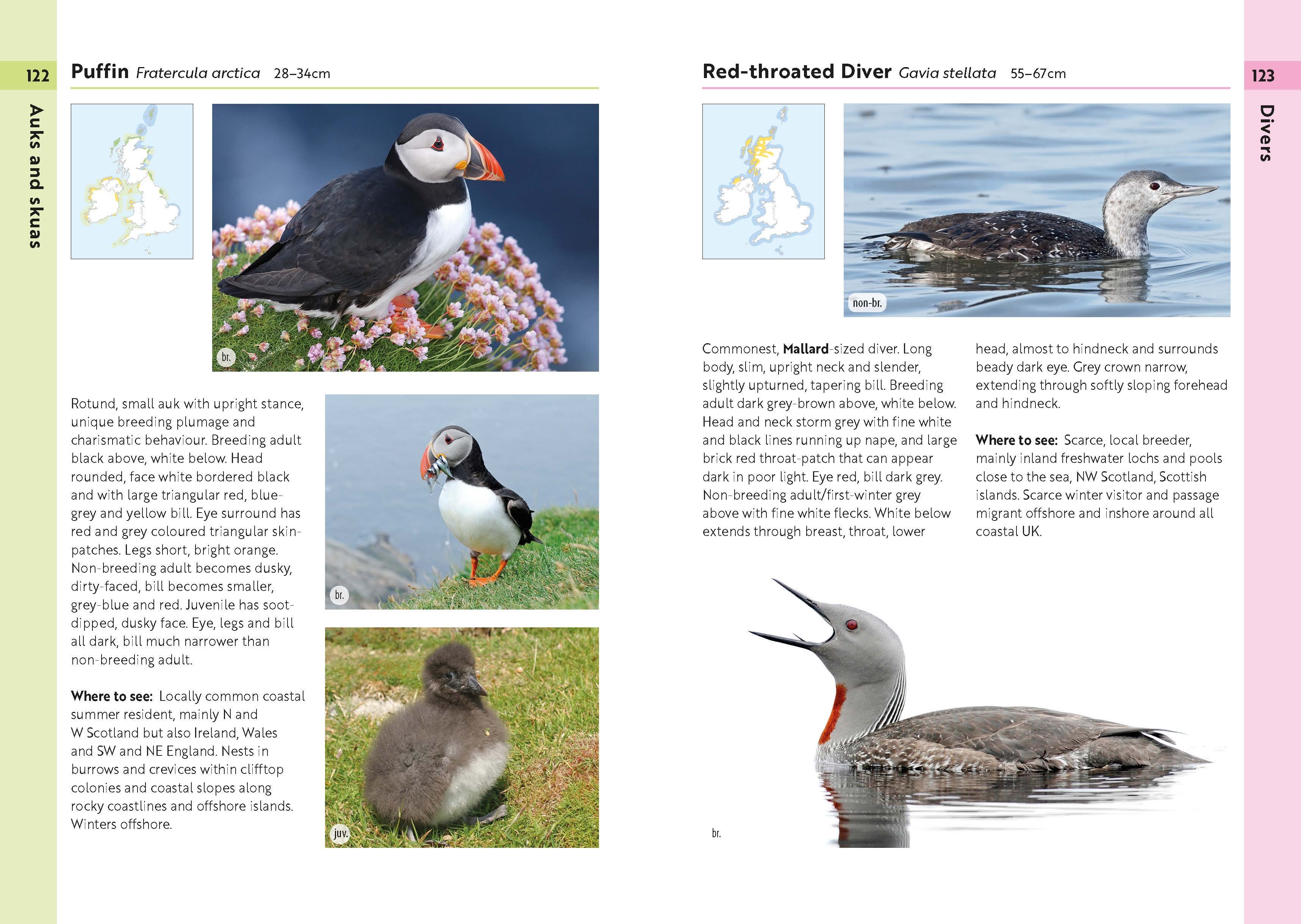 Page Spread