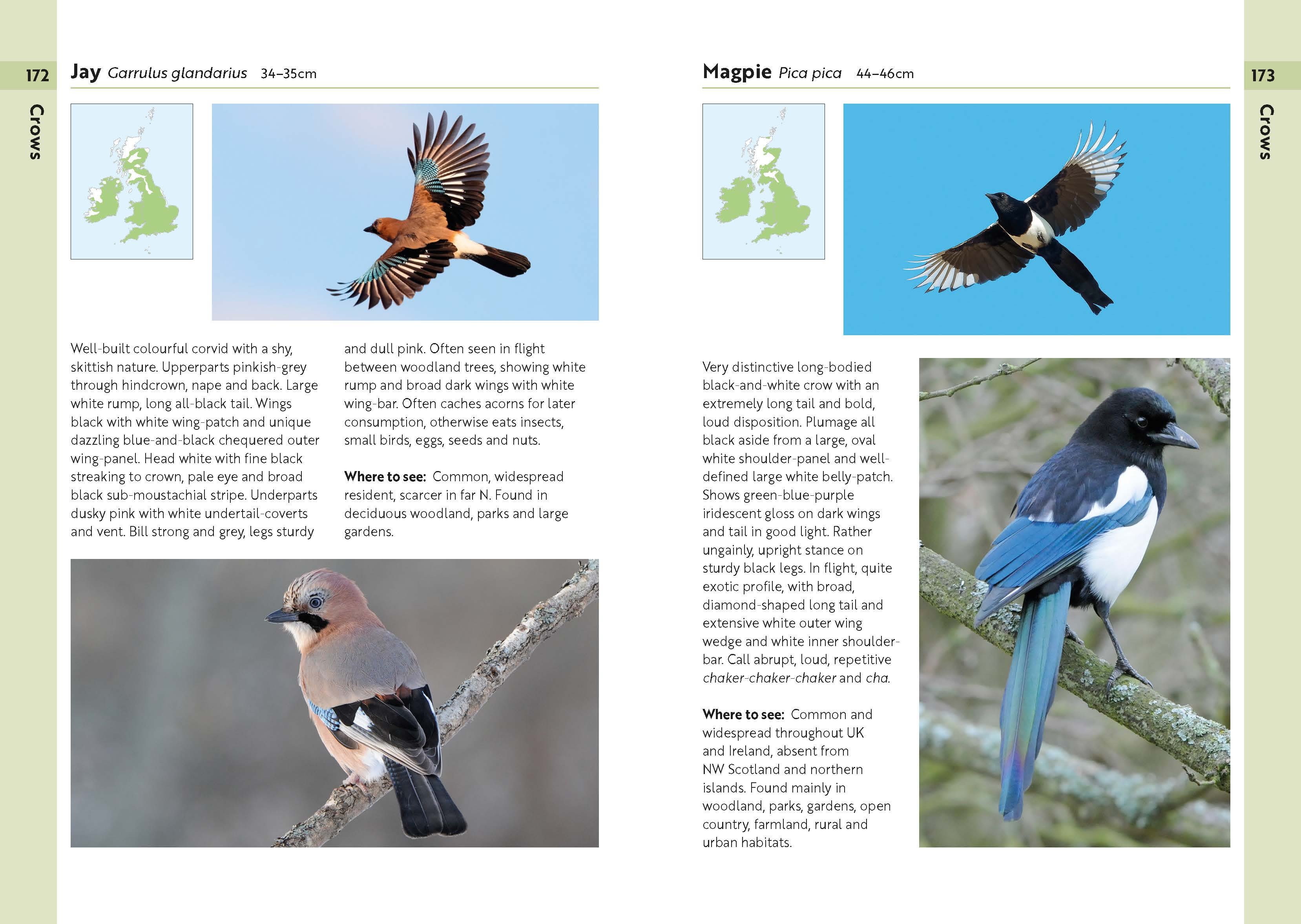 Page Spread