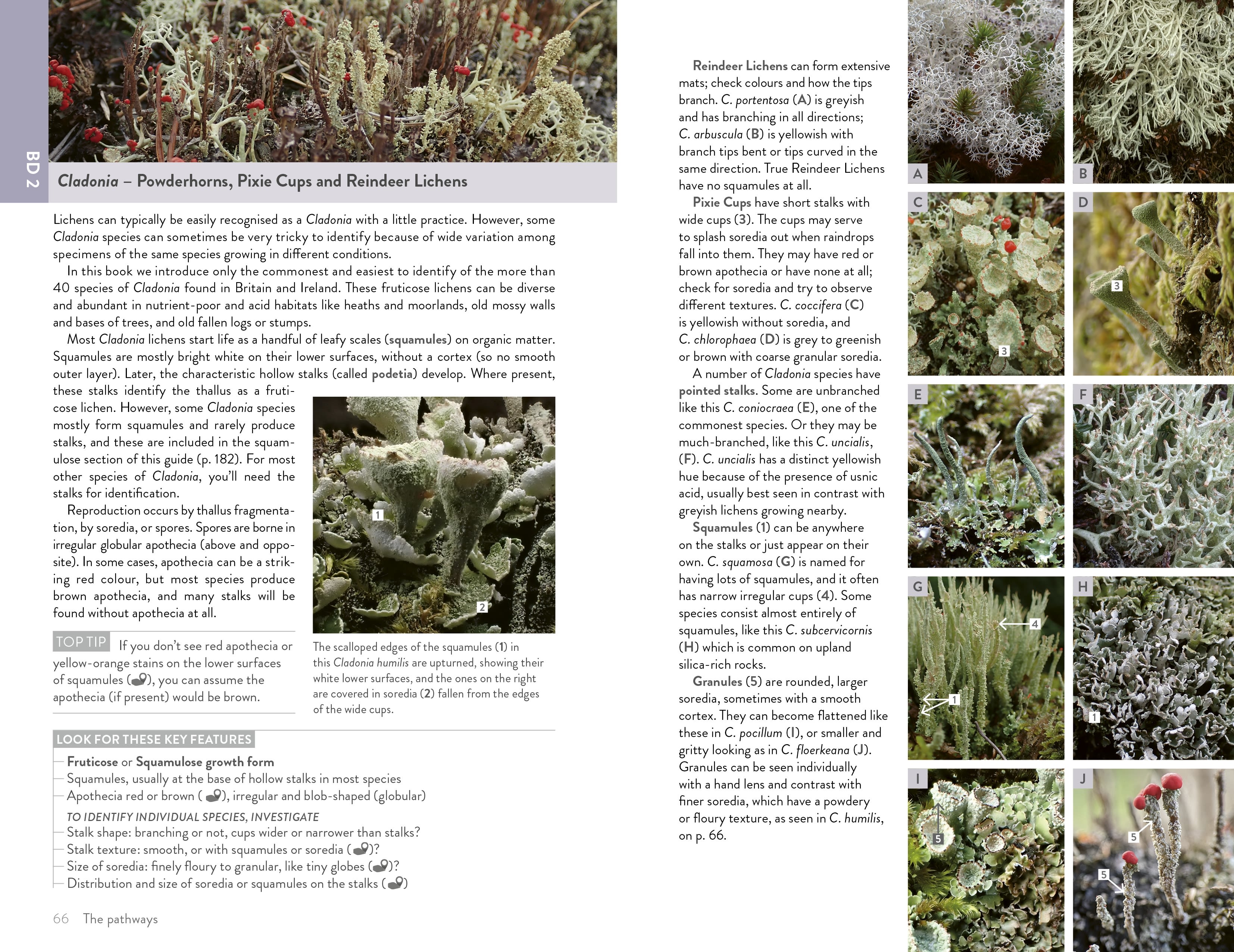 Page Spread