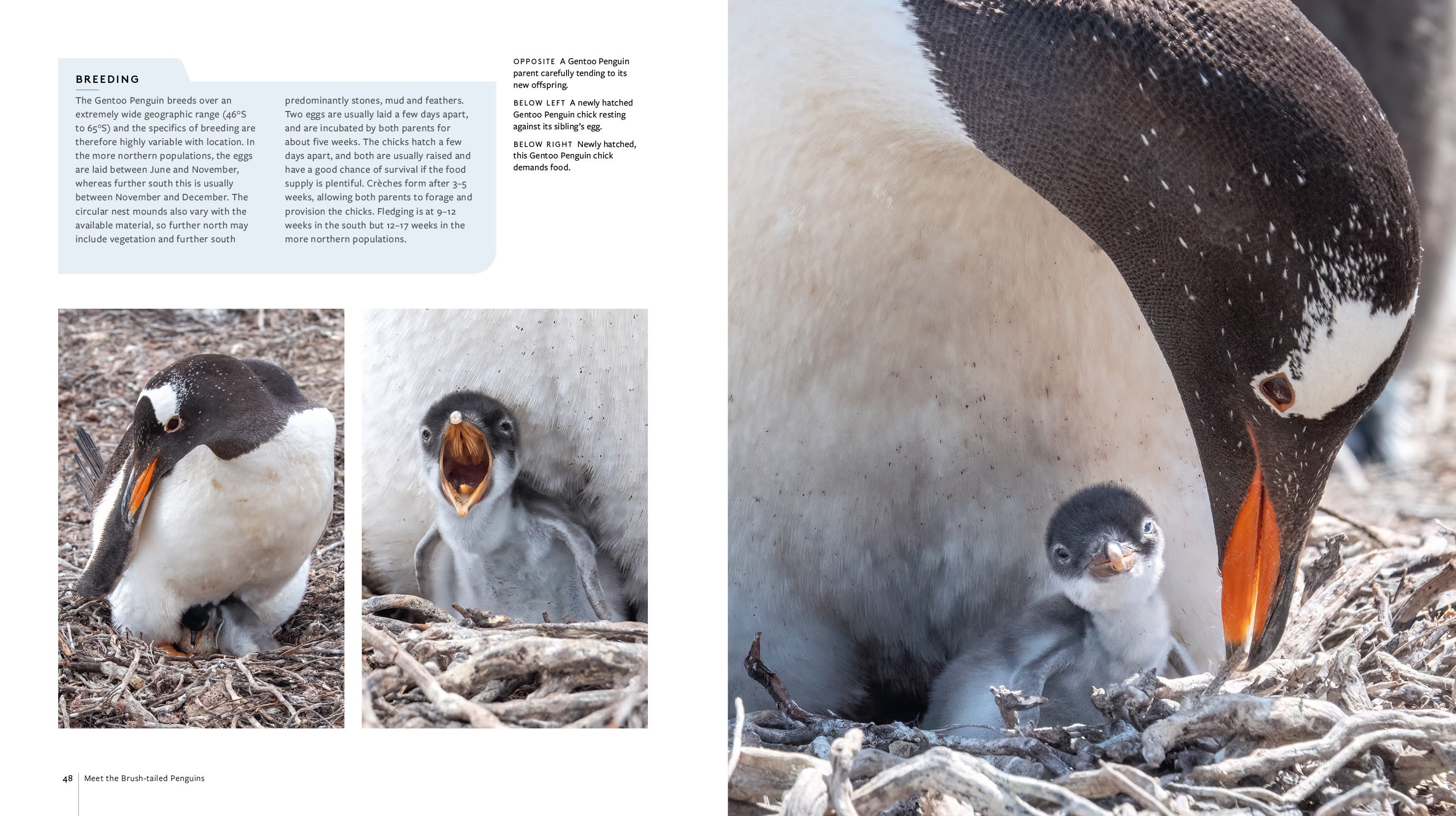 Page Spread