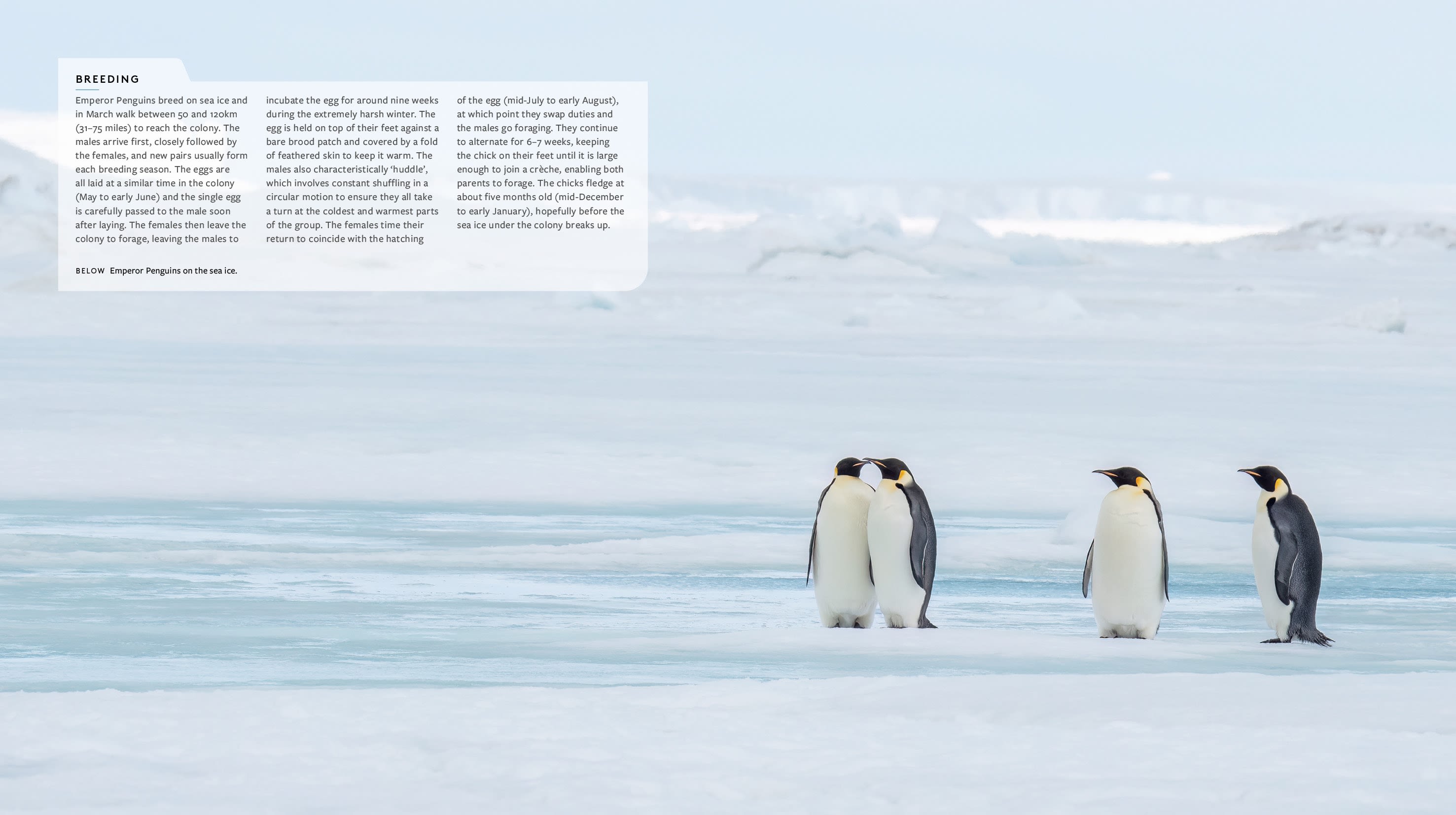 Page Spread