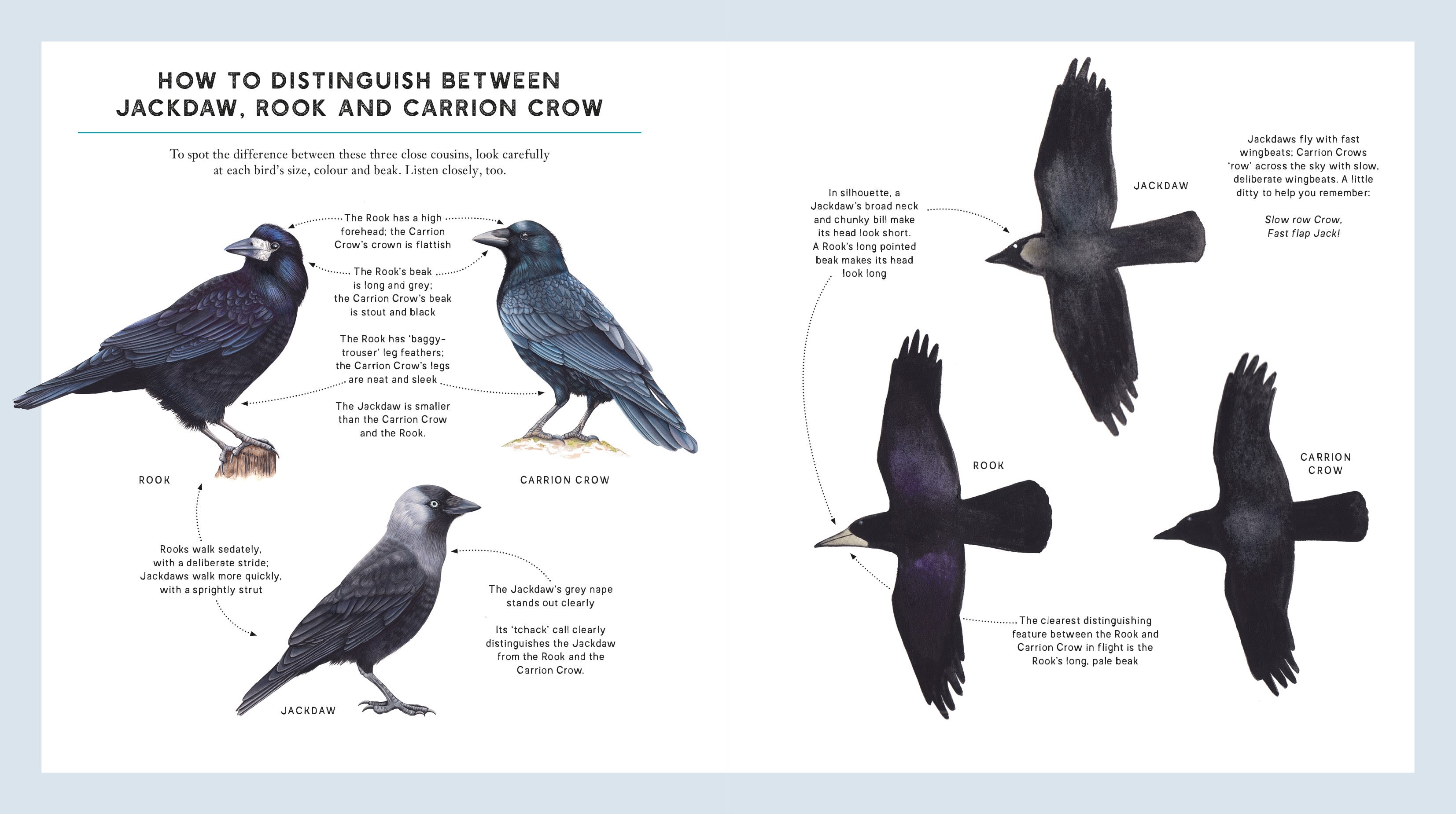 Page Spread