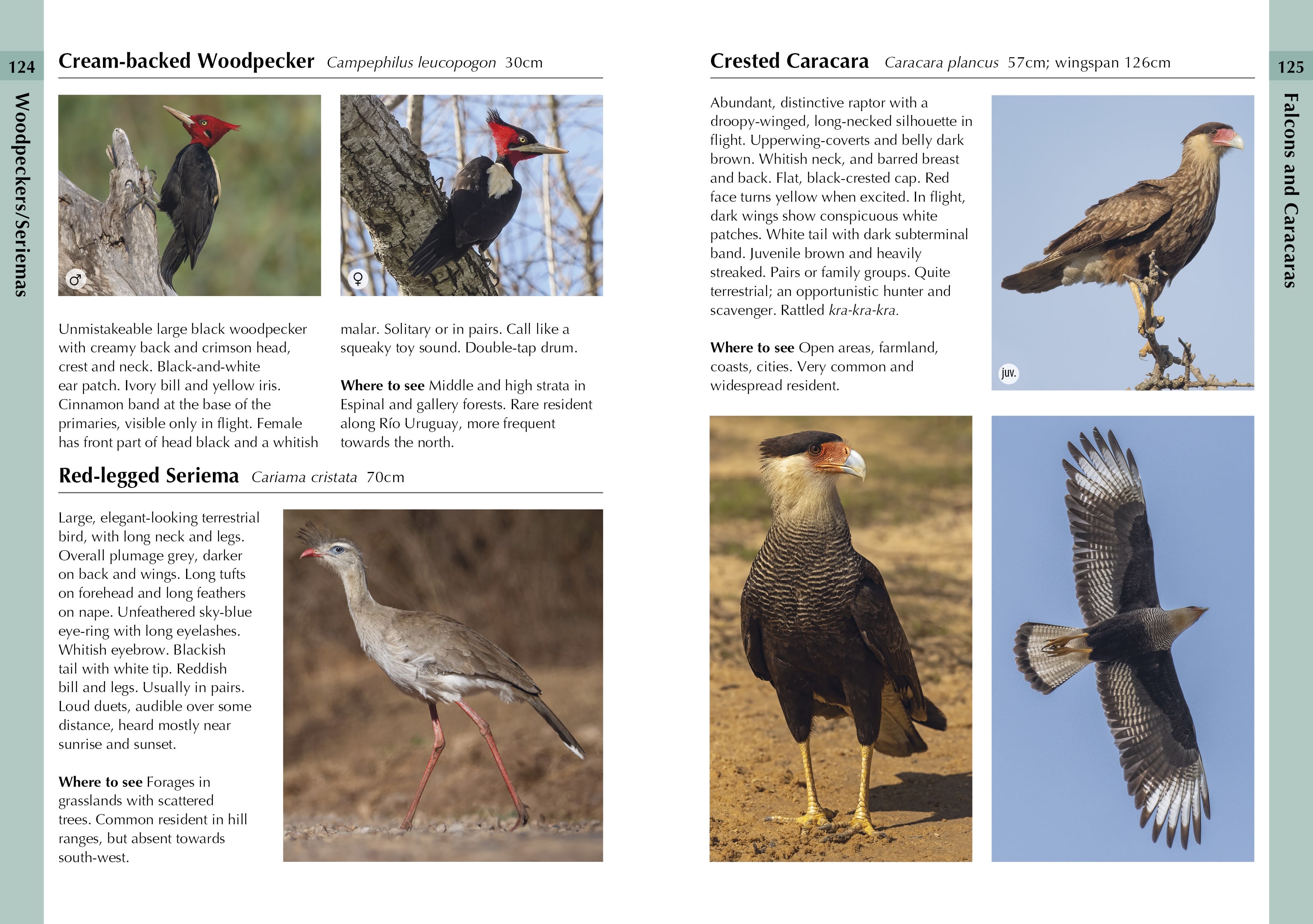 Page Spread
