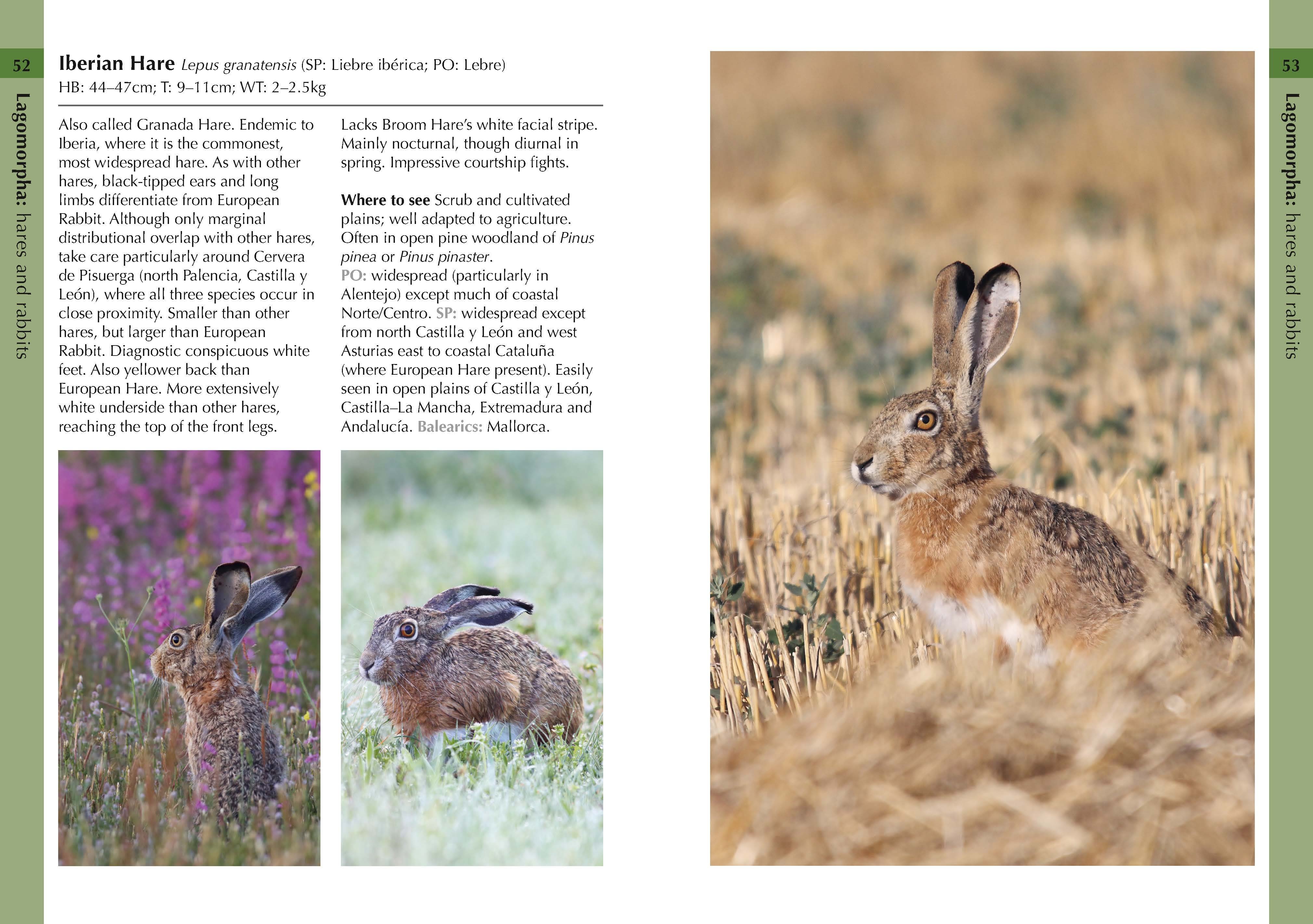 Page Spread