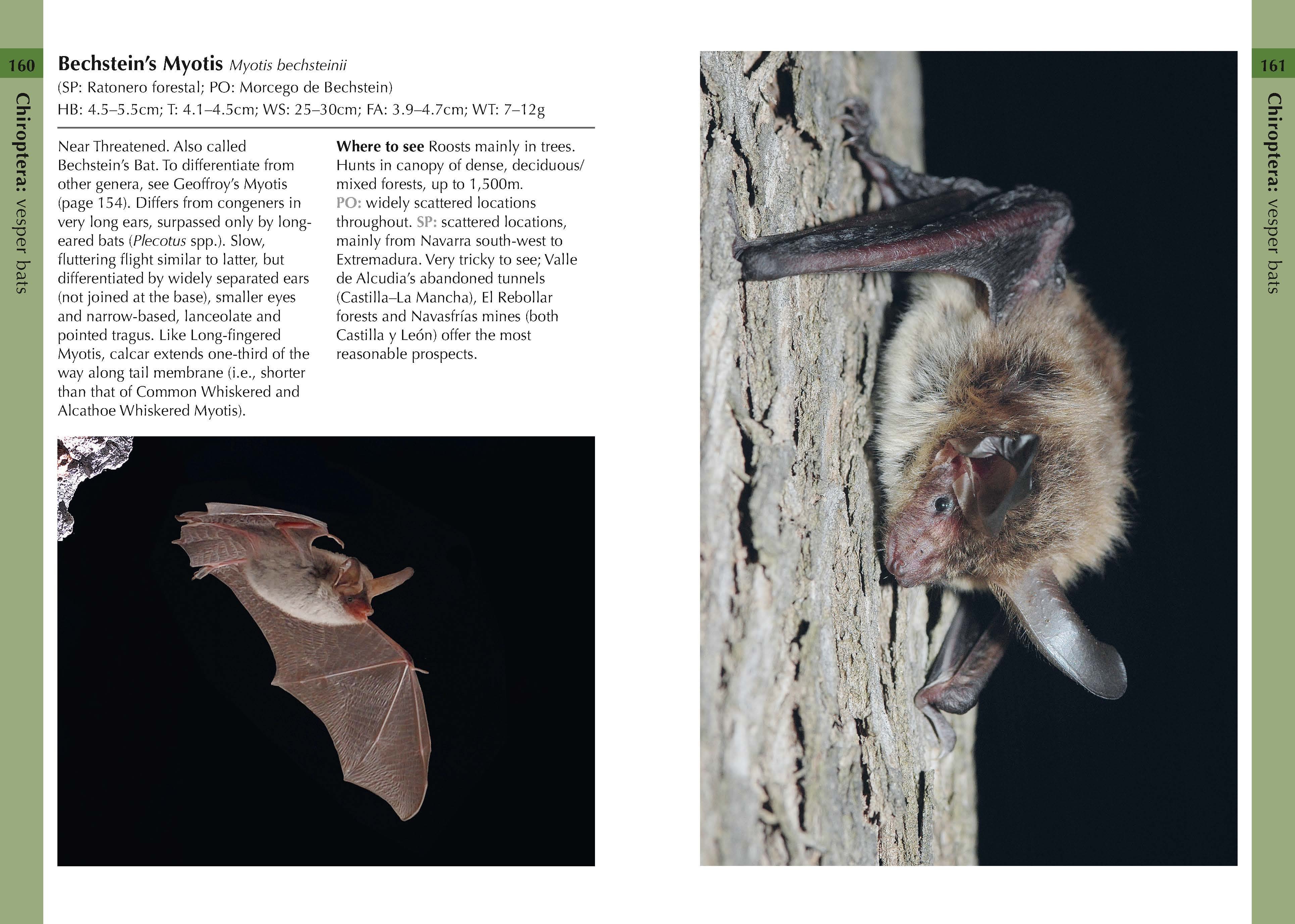 Page Spread