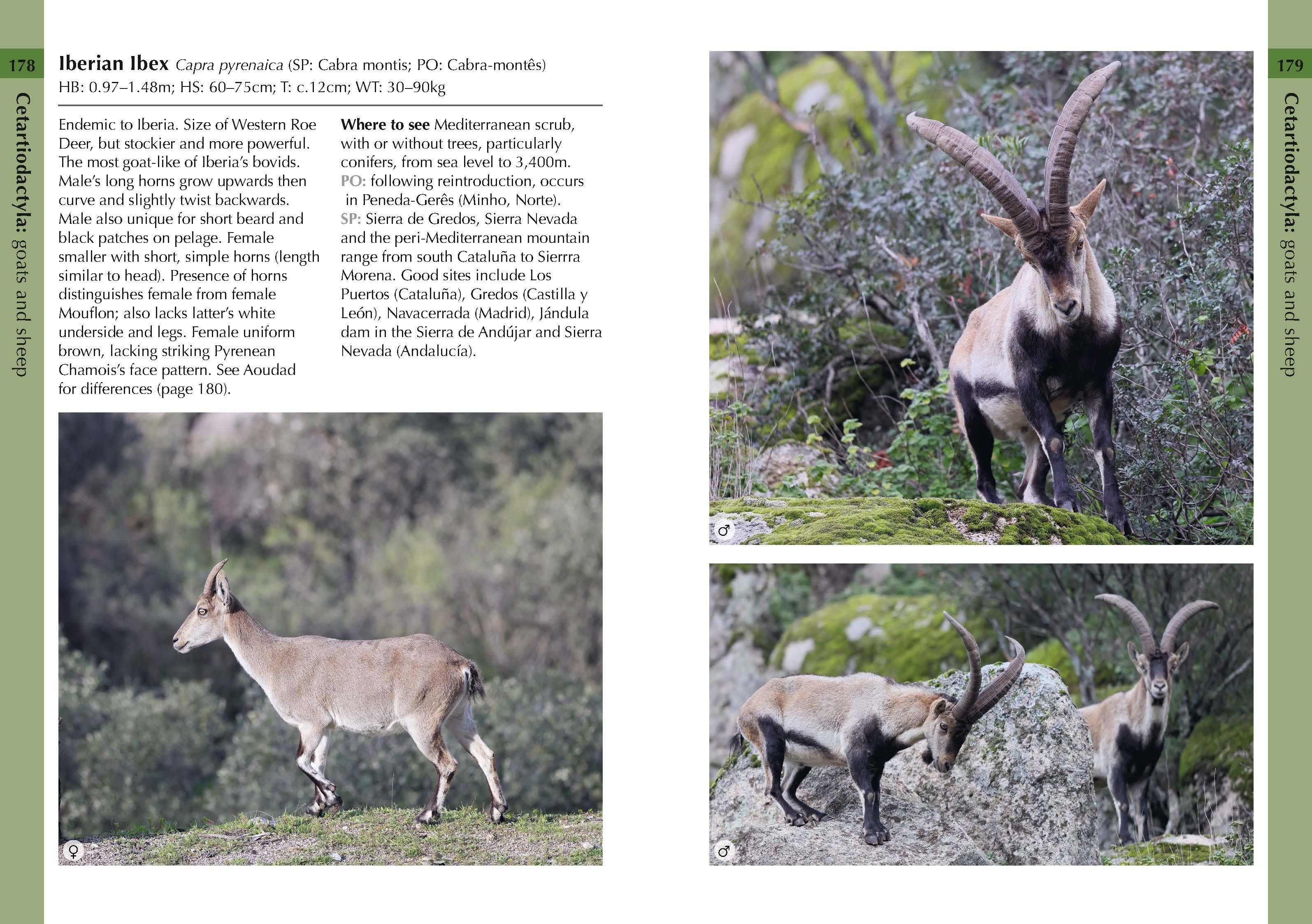 Page Spread