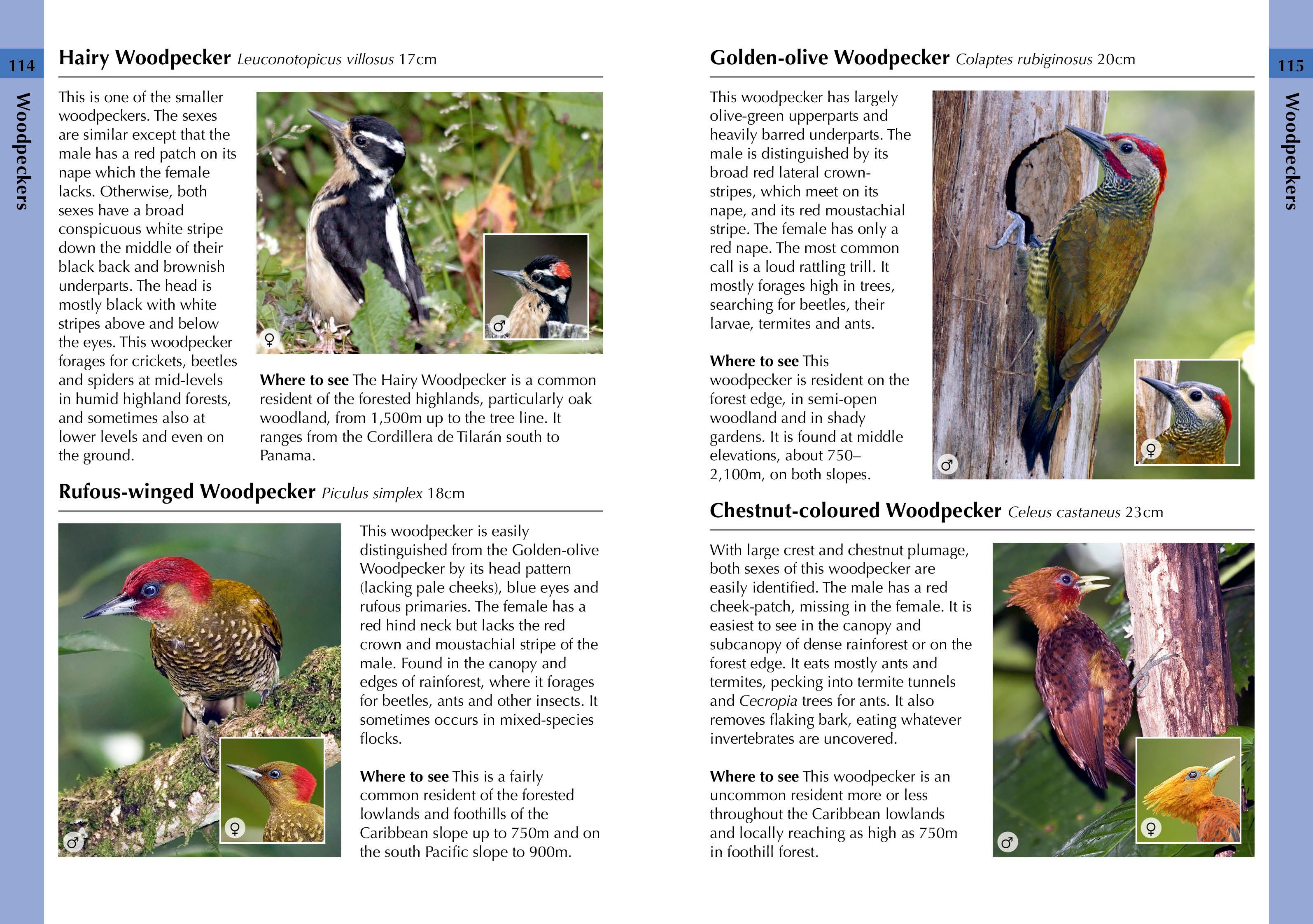 Page Spread