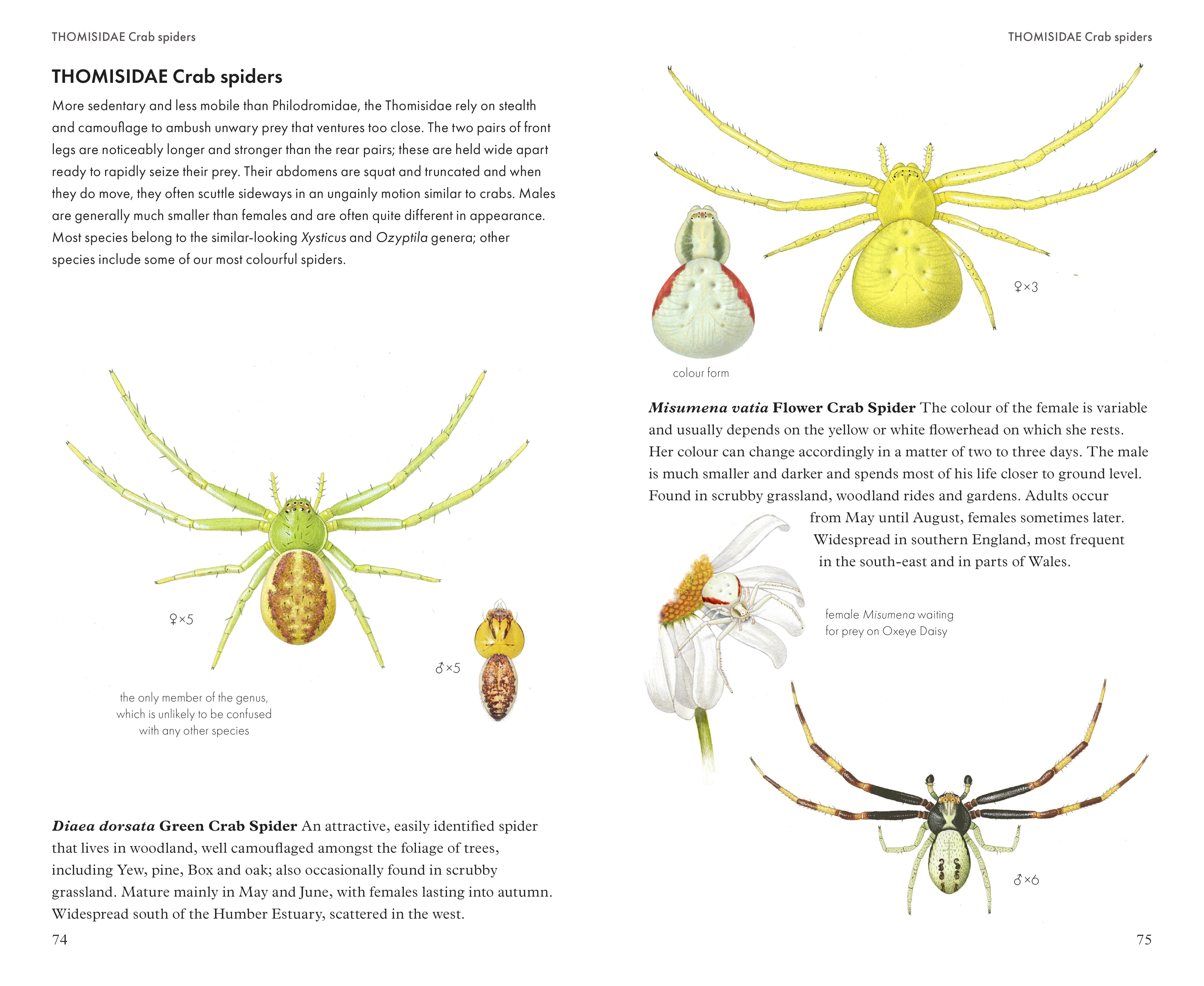 Pocket Guide to British Spiders: : Bloomsbury Wildlife