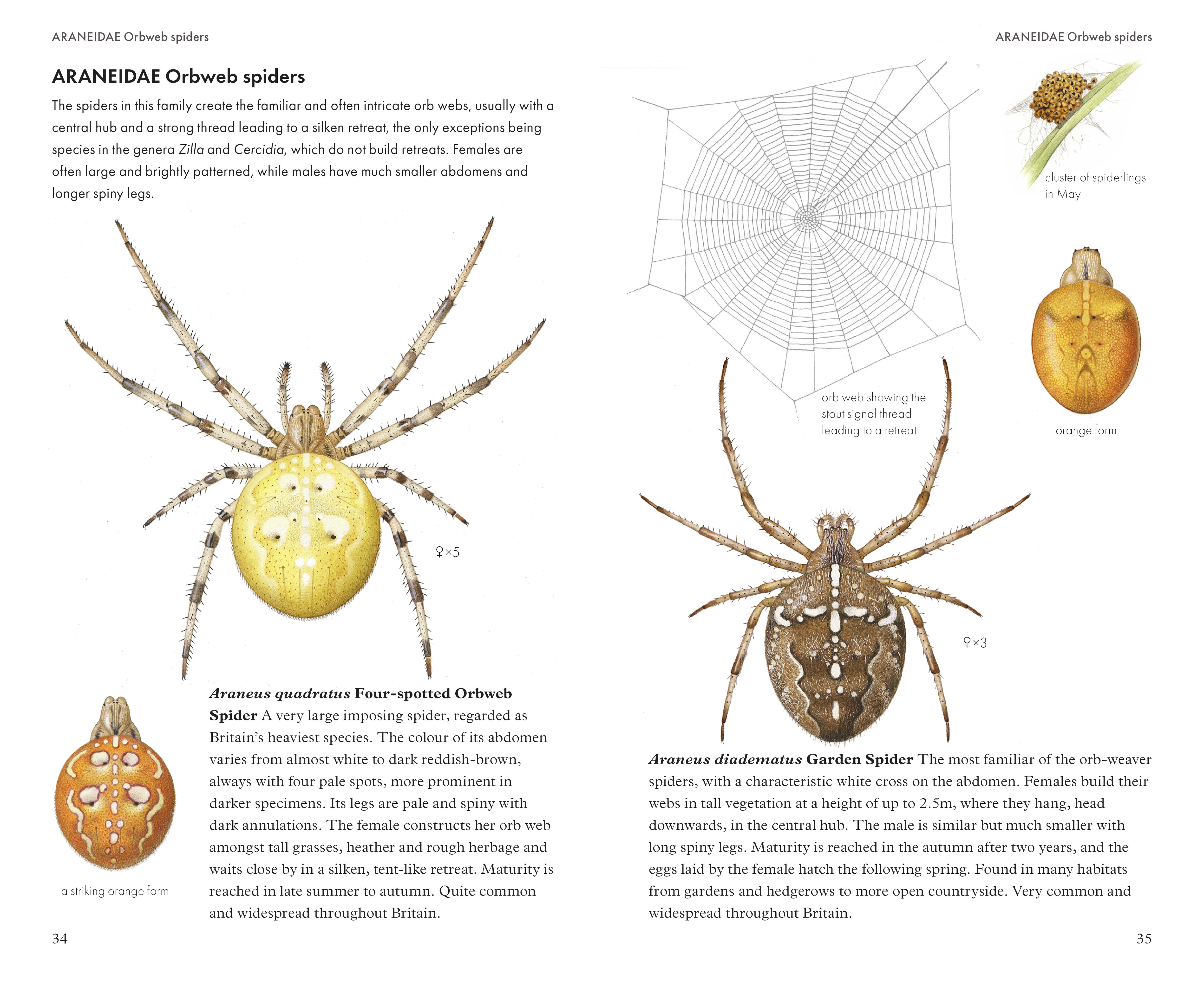 Page Spread