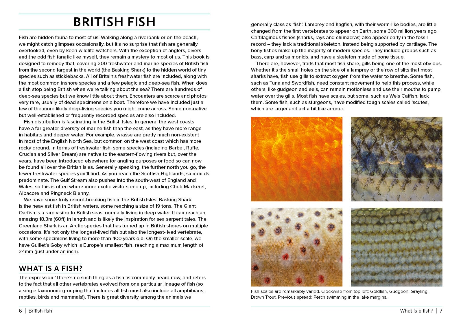 Page Spread