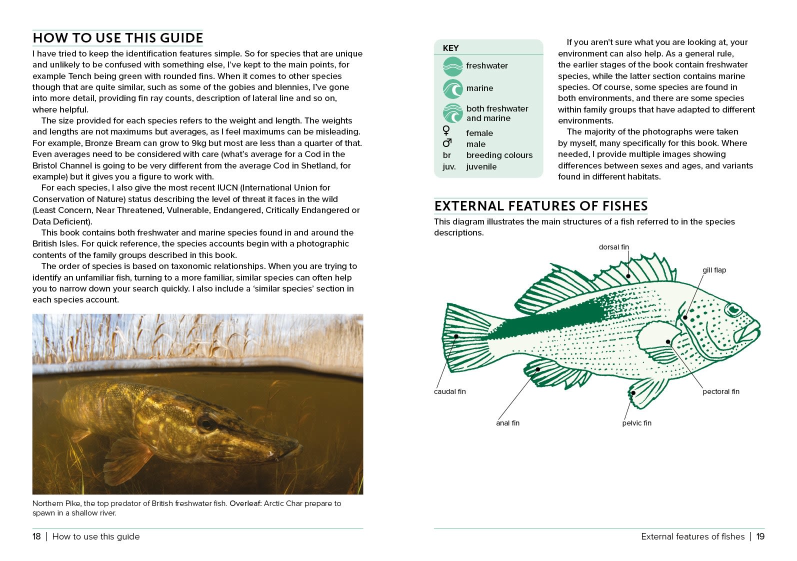 Page Spread