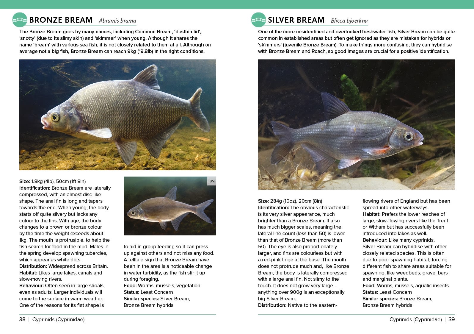 Page Spread