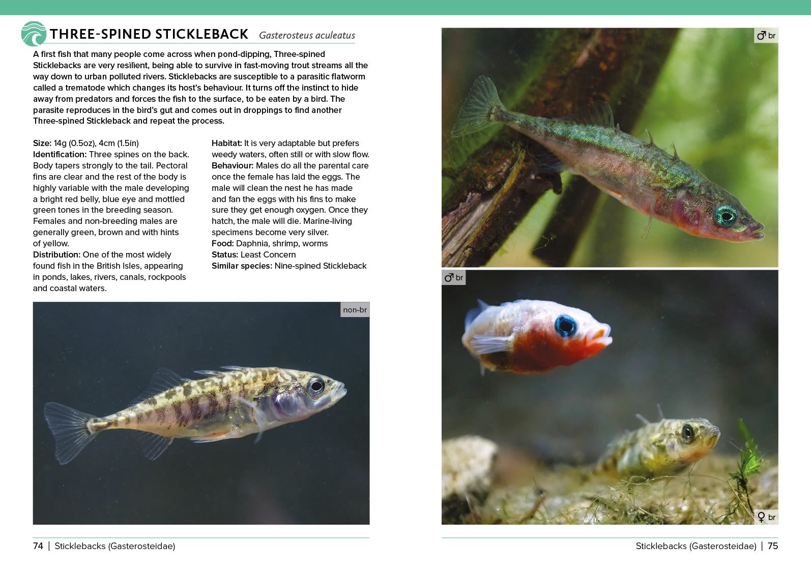 Page Spread