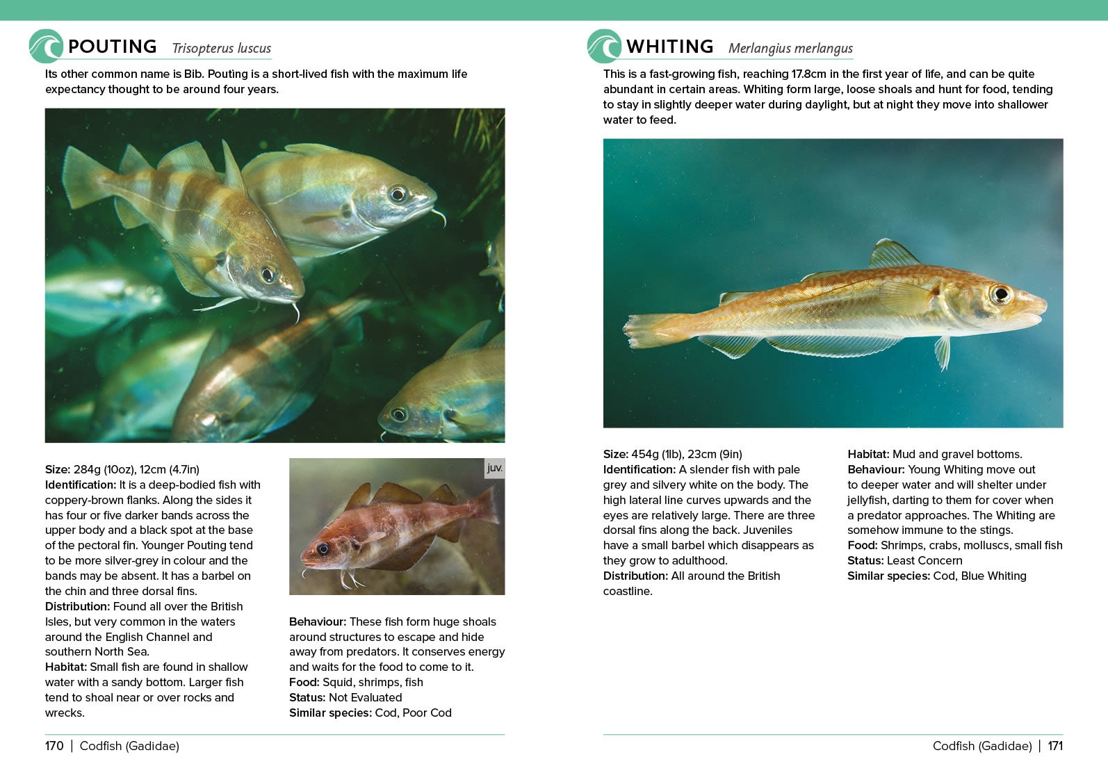 Page Spread