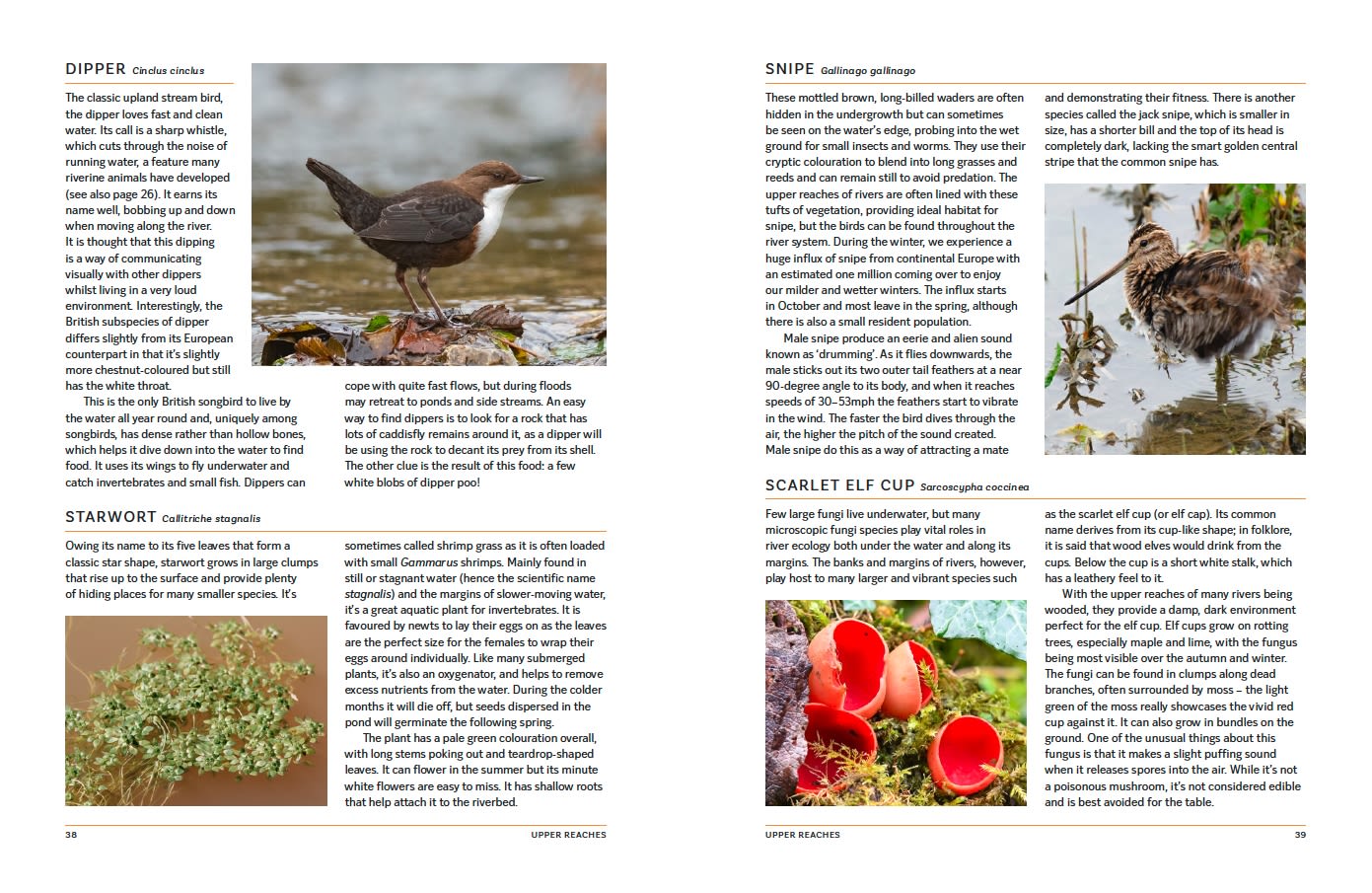 Page Spread