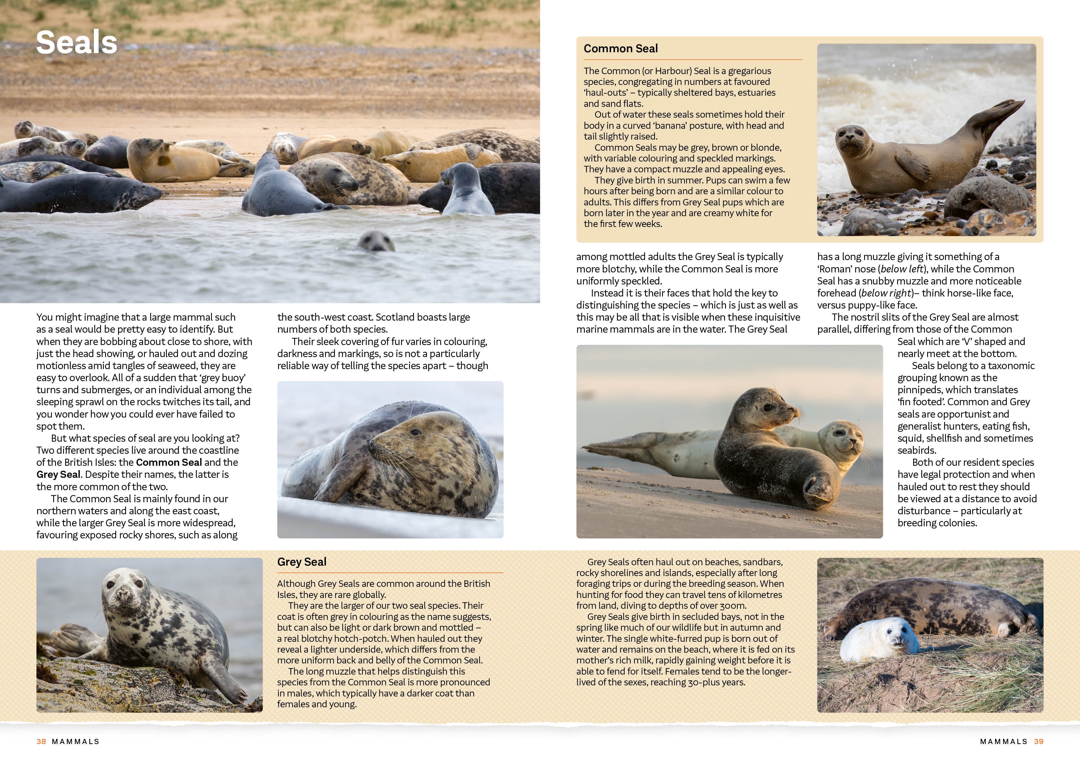 Page Spread