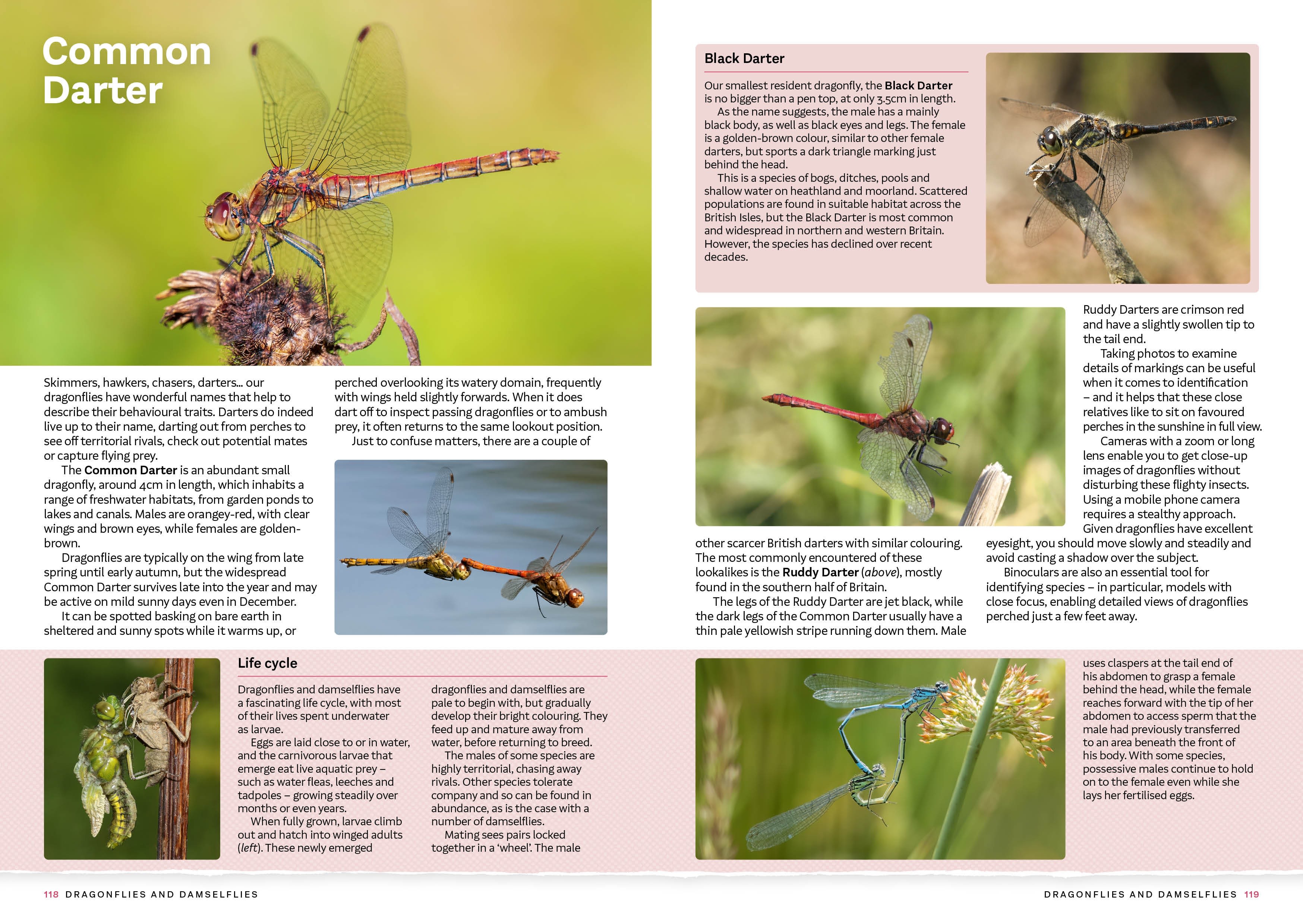 Page Spread