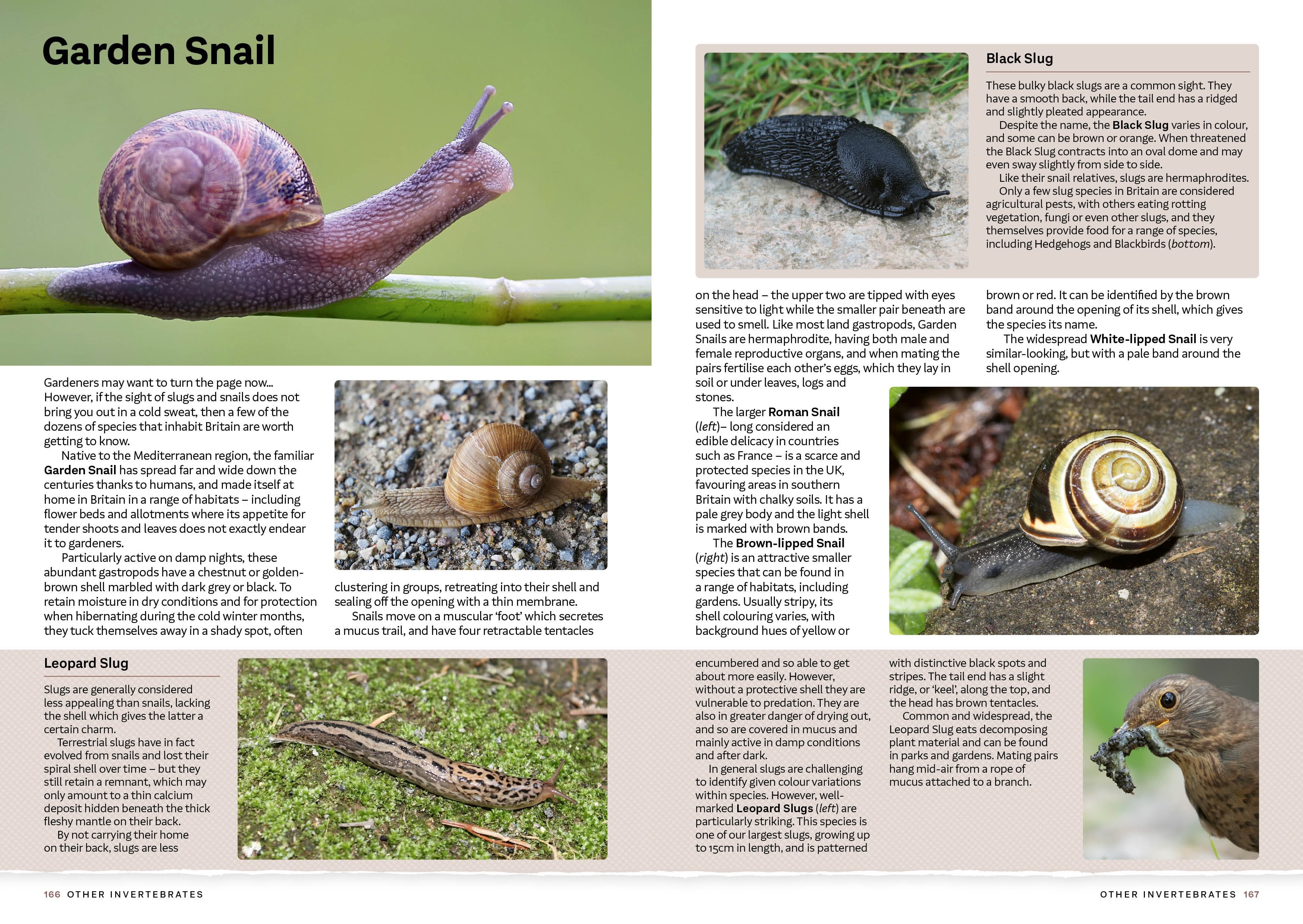 Page Spread