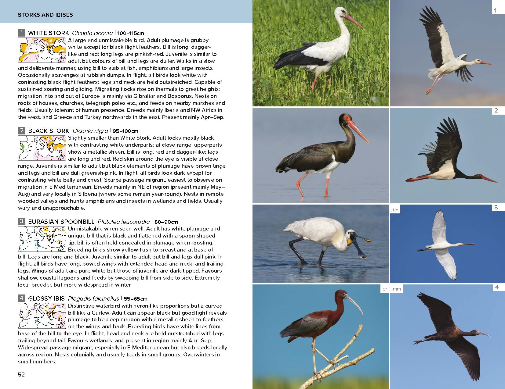 Page Spread