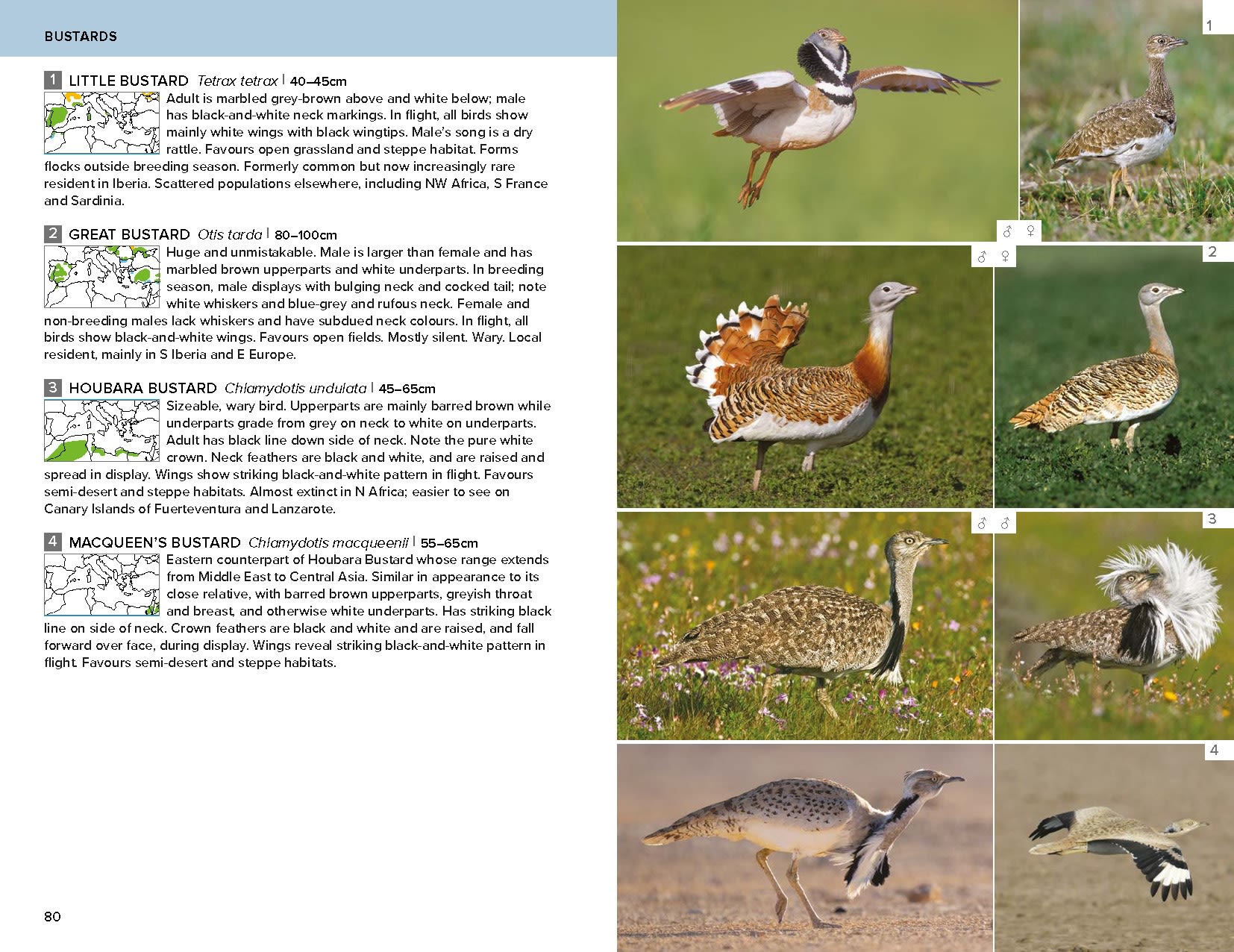 Page Spread