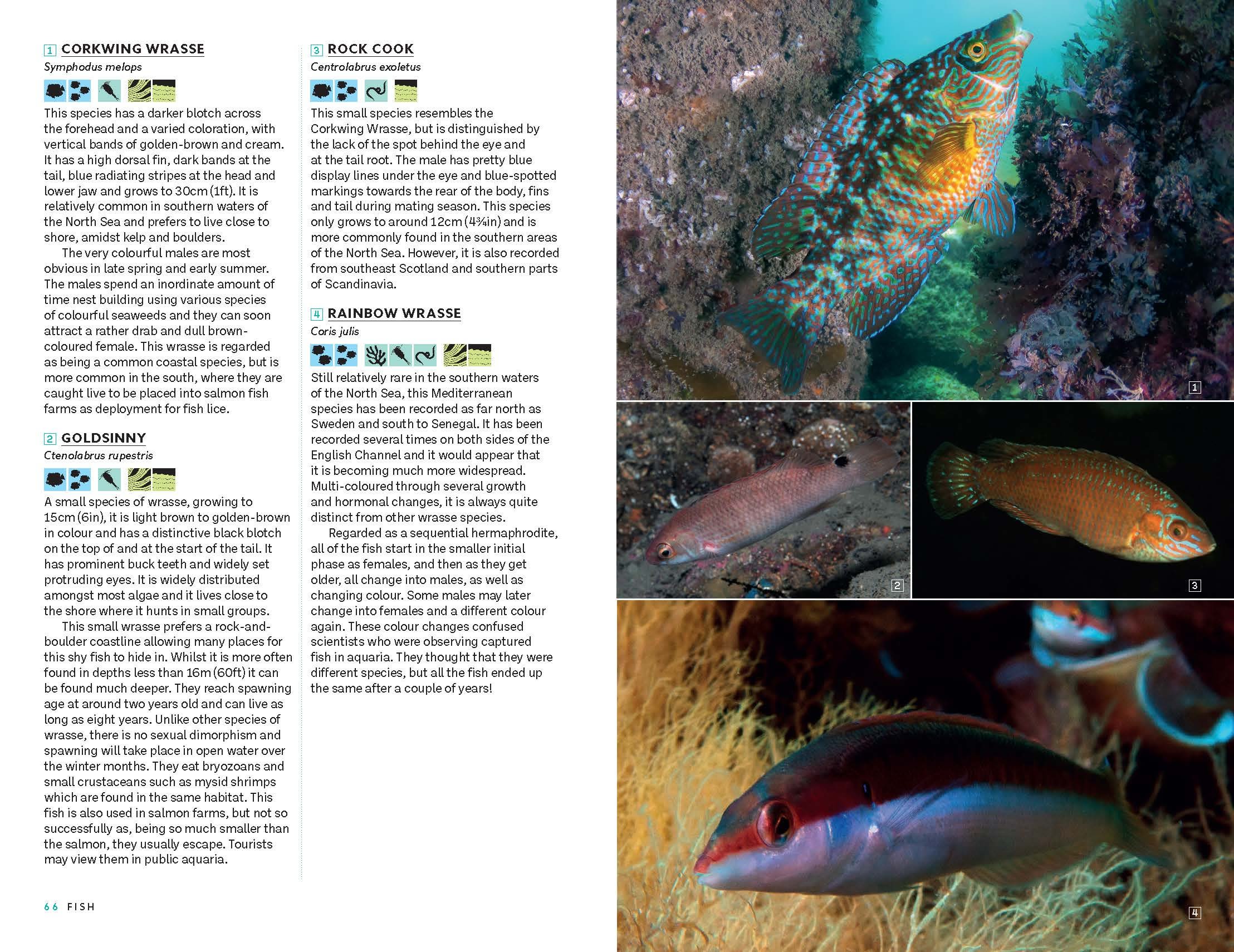 Page Spread