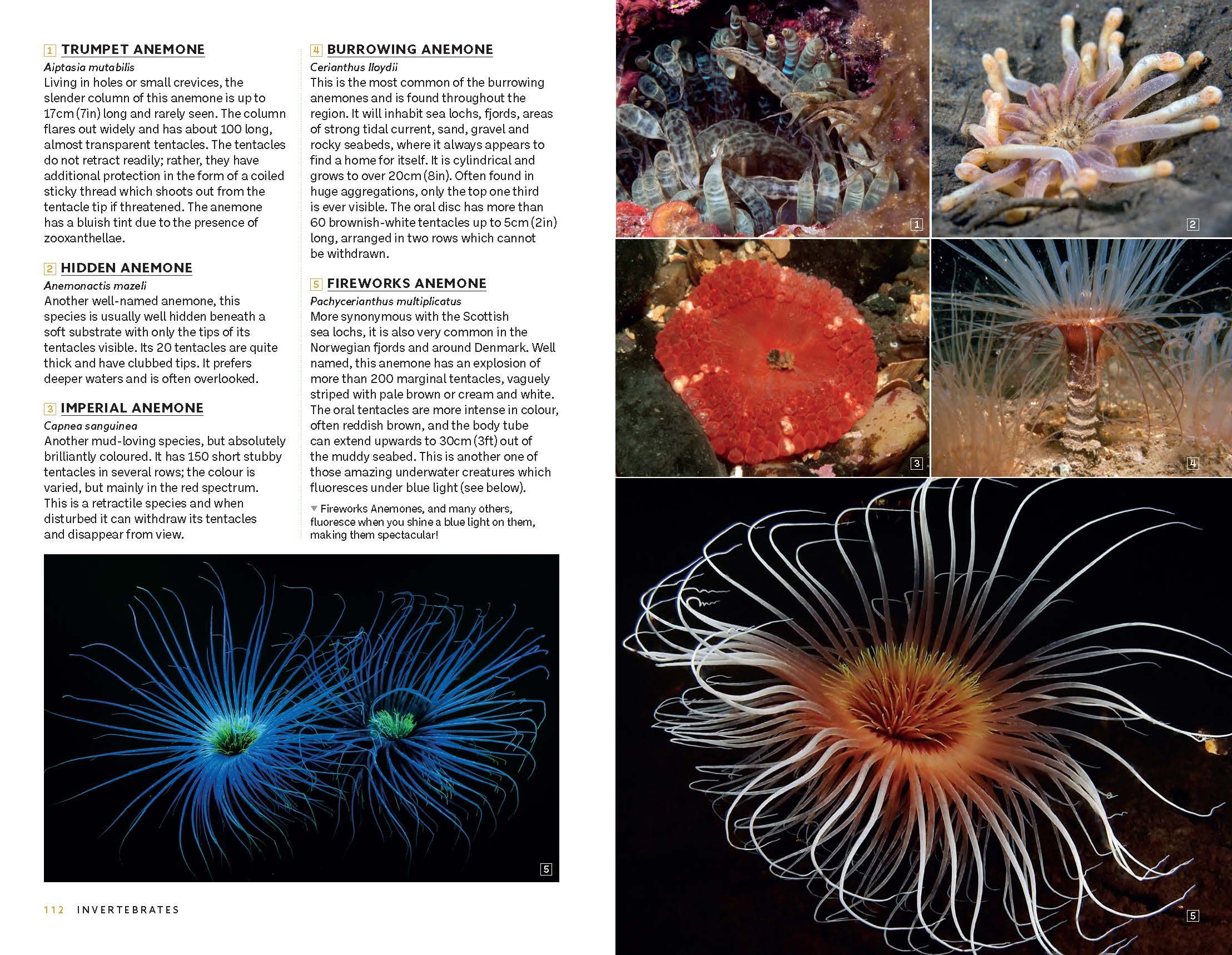 Page Spread