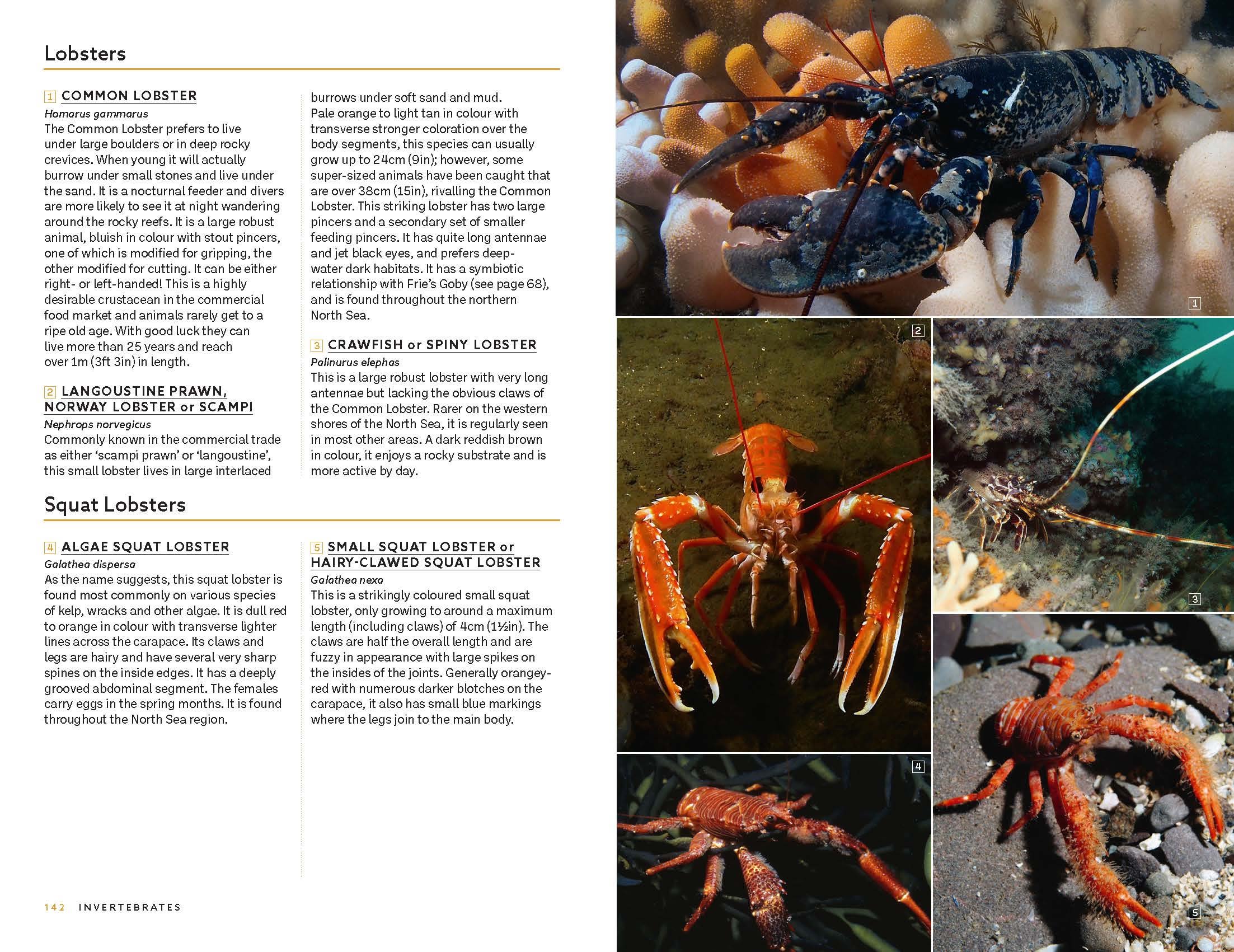 Page Spread