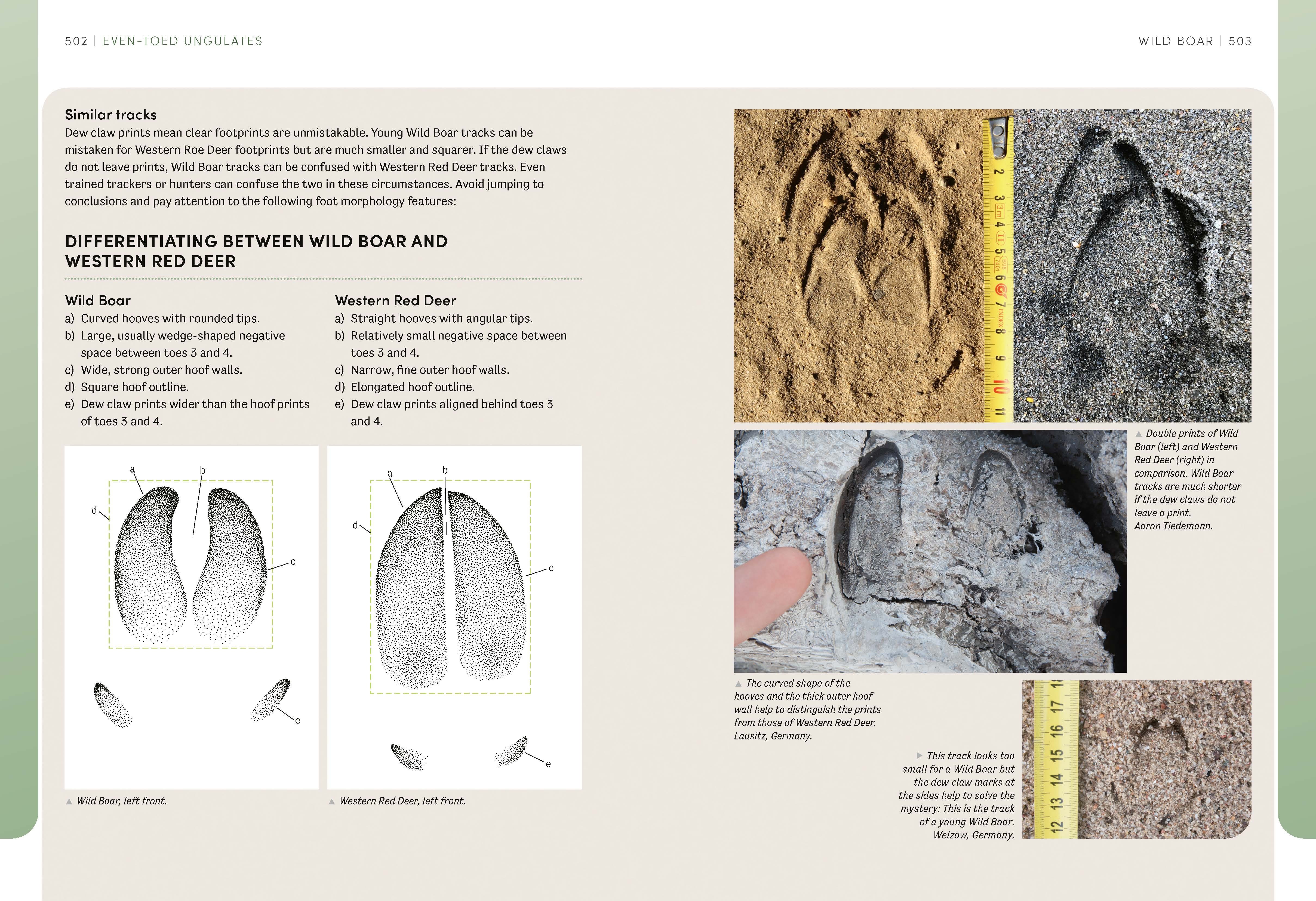 Page Spread