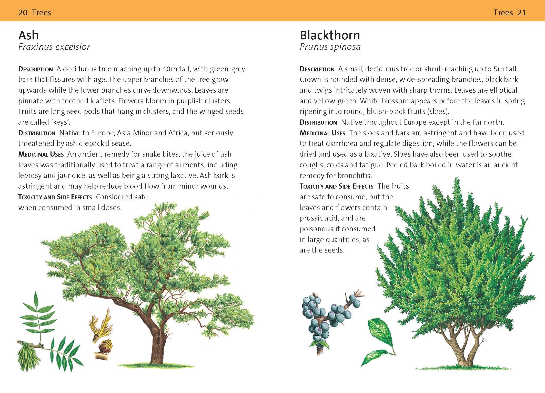 Page Spread