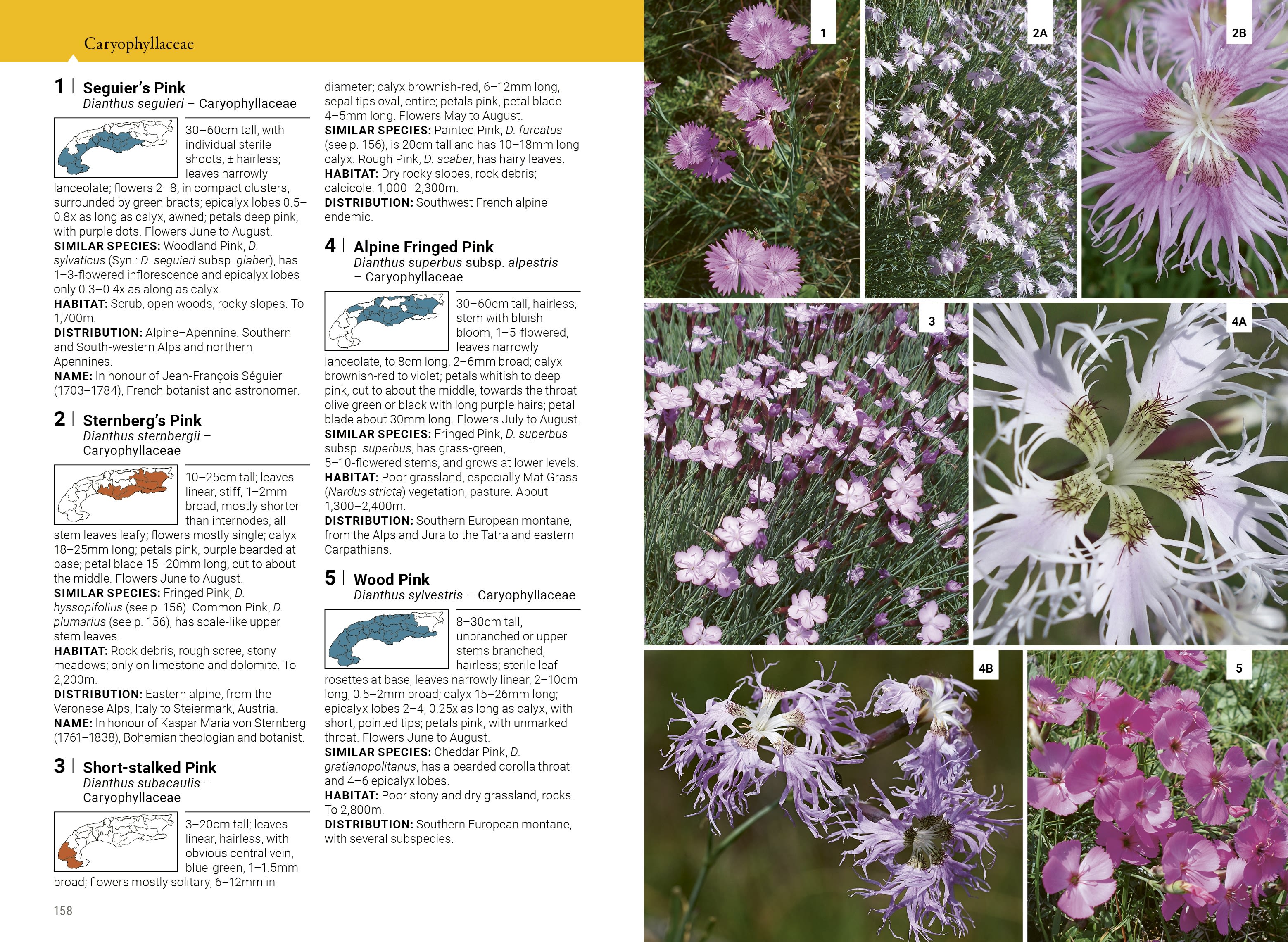 Page Spread