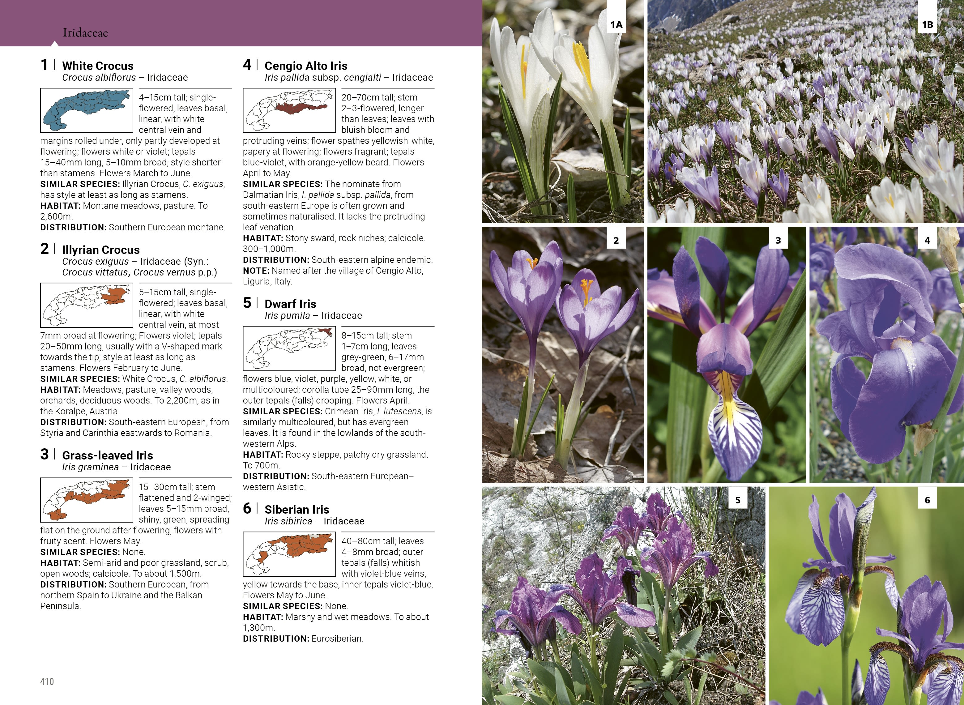 Page Spread
