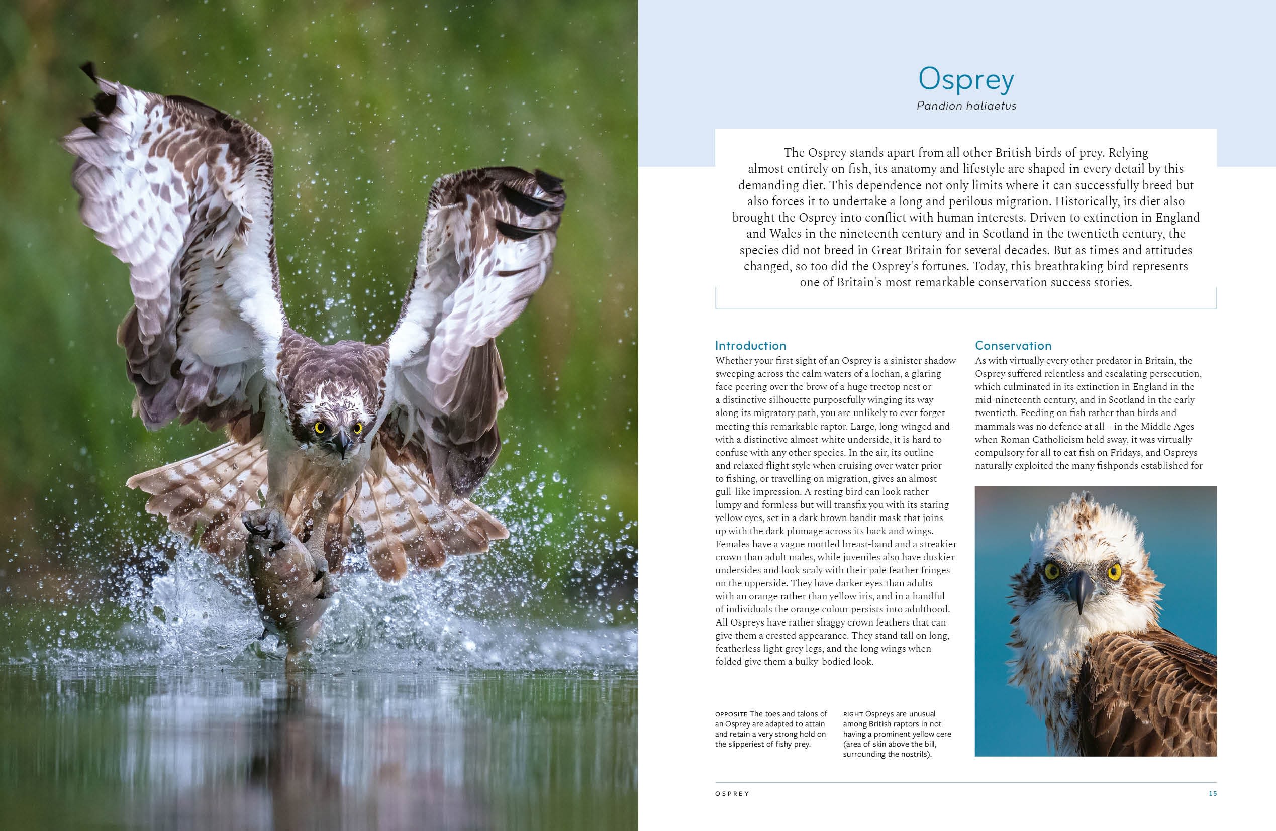 Page Spread