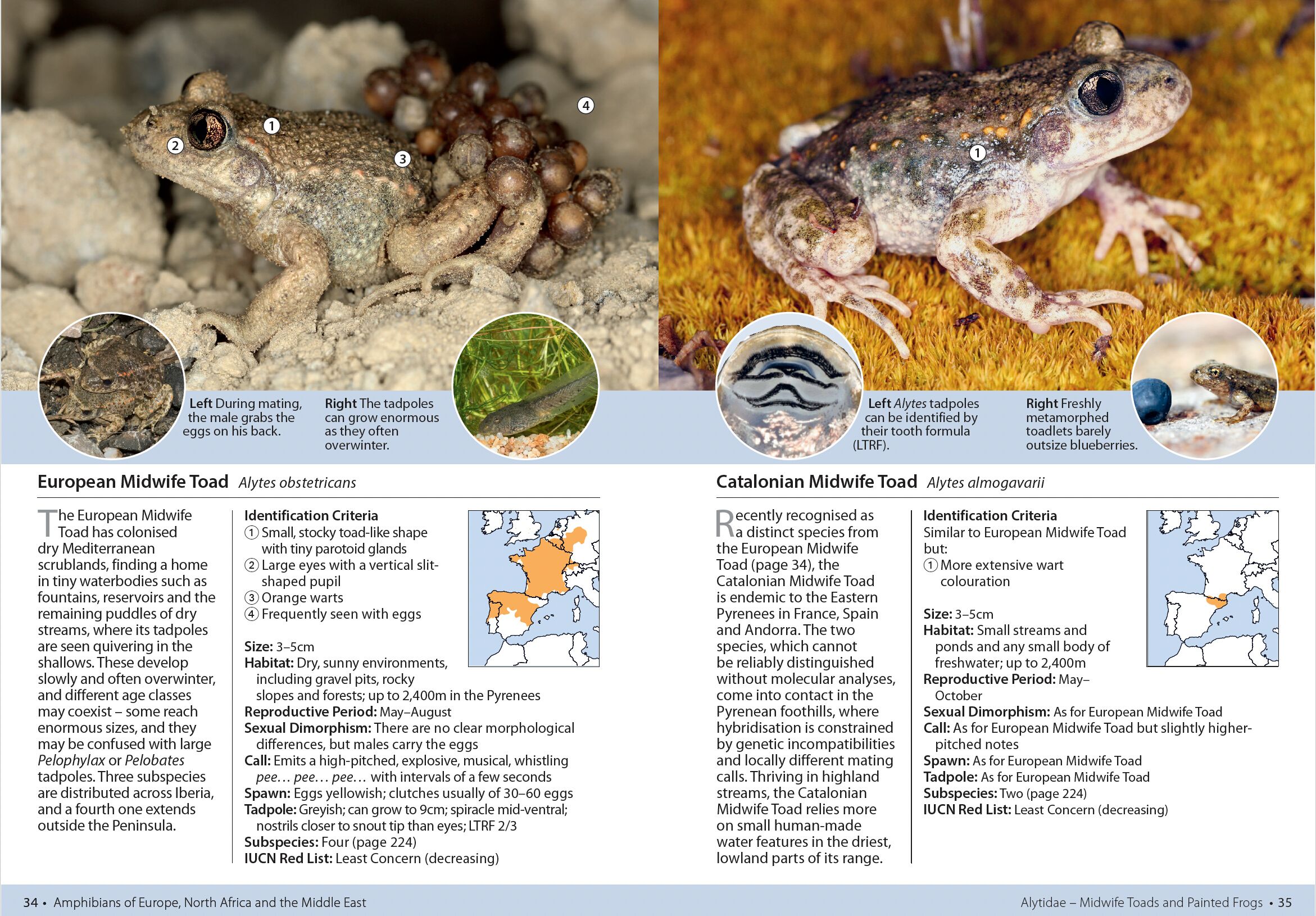 Page Spread