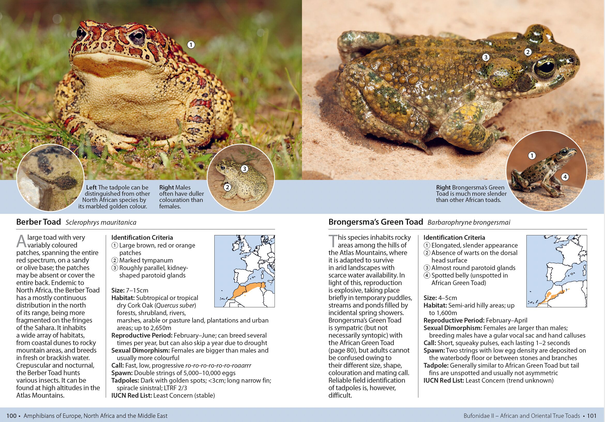 Page Spread
