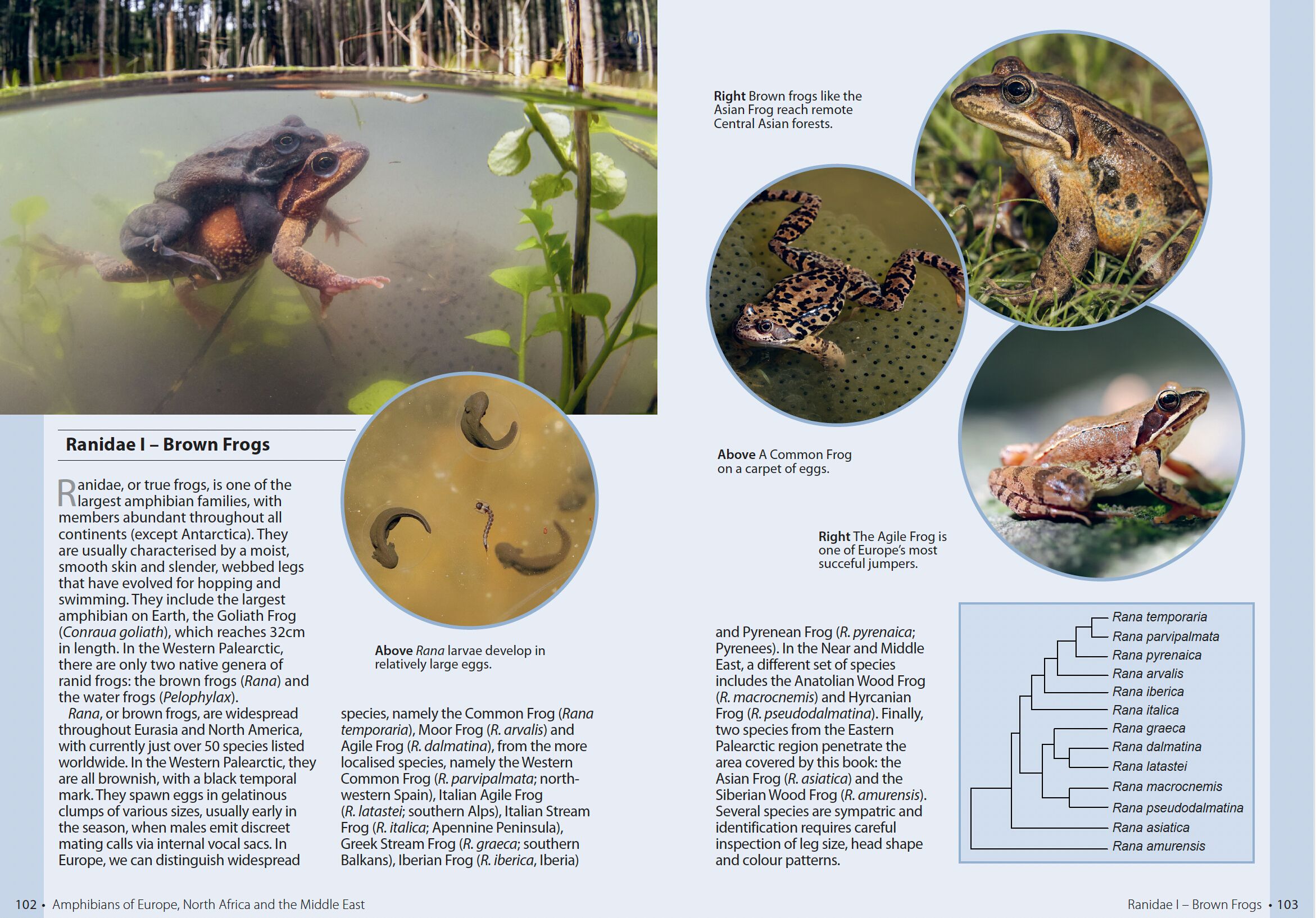 Page Spread