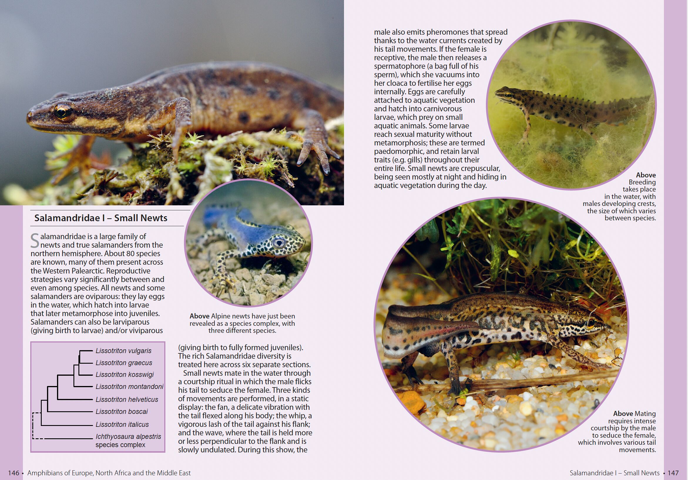 Page Spread