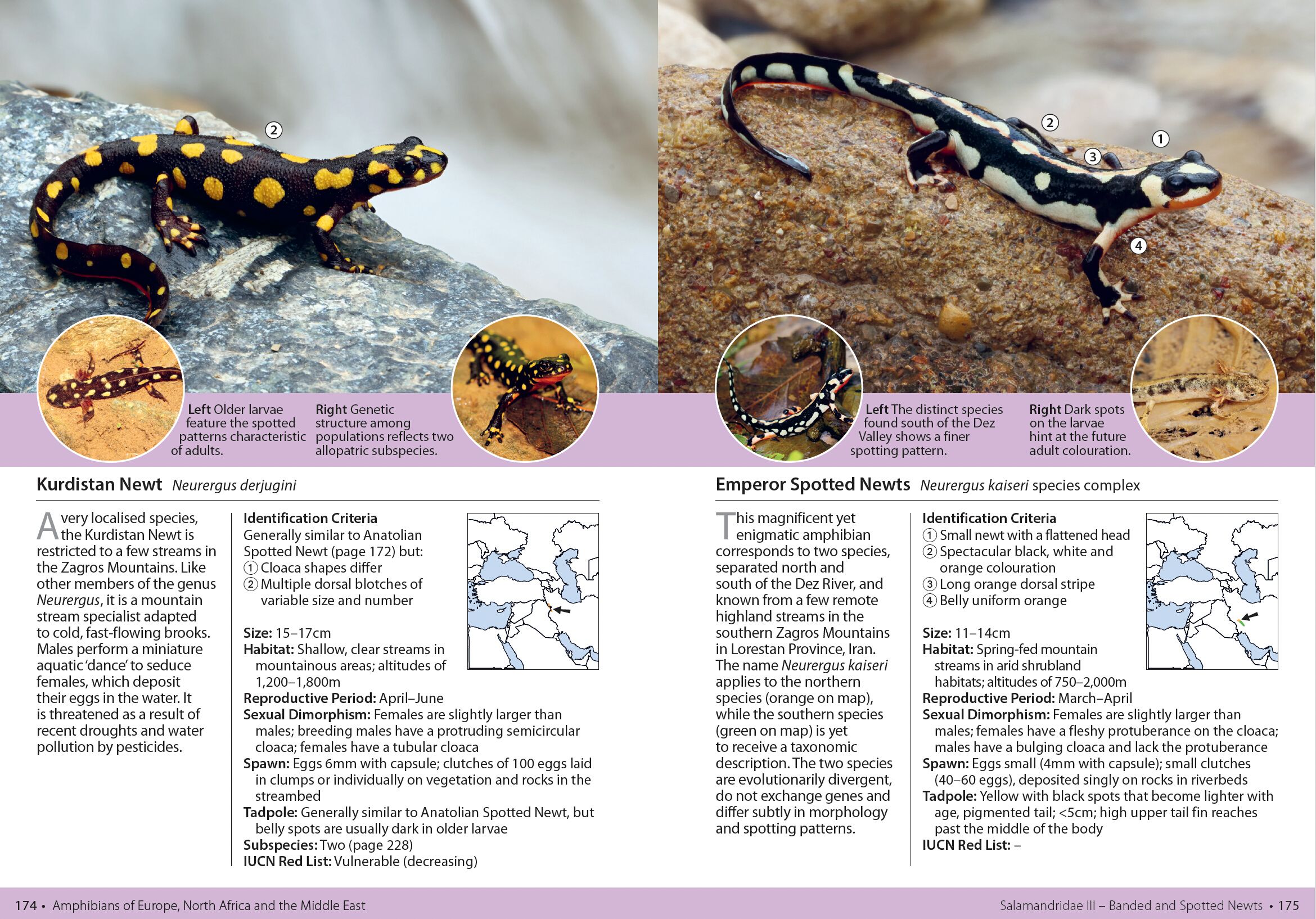 Page Spread