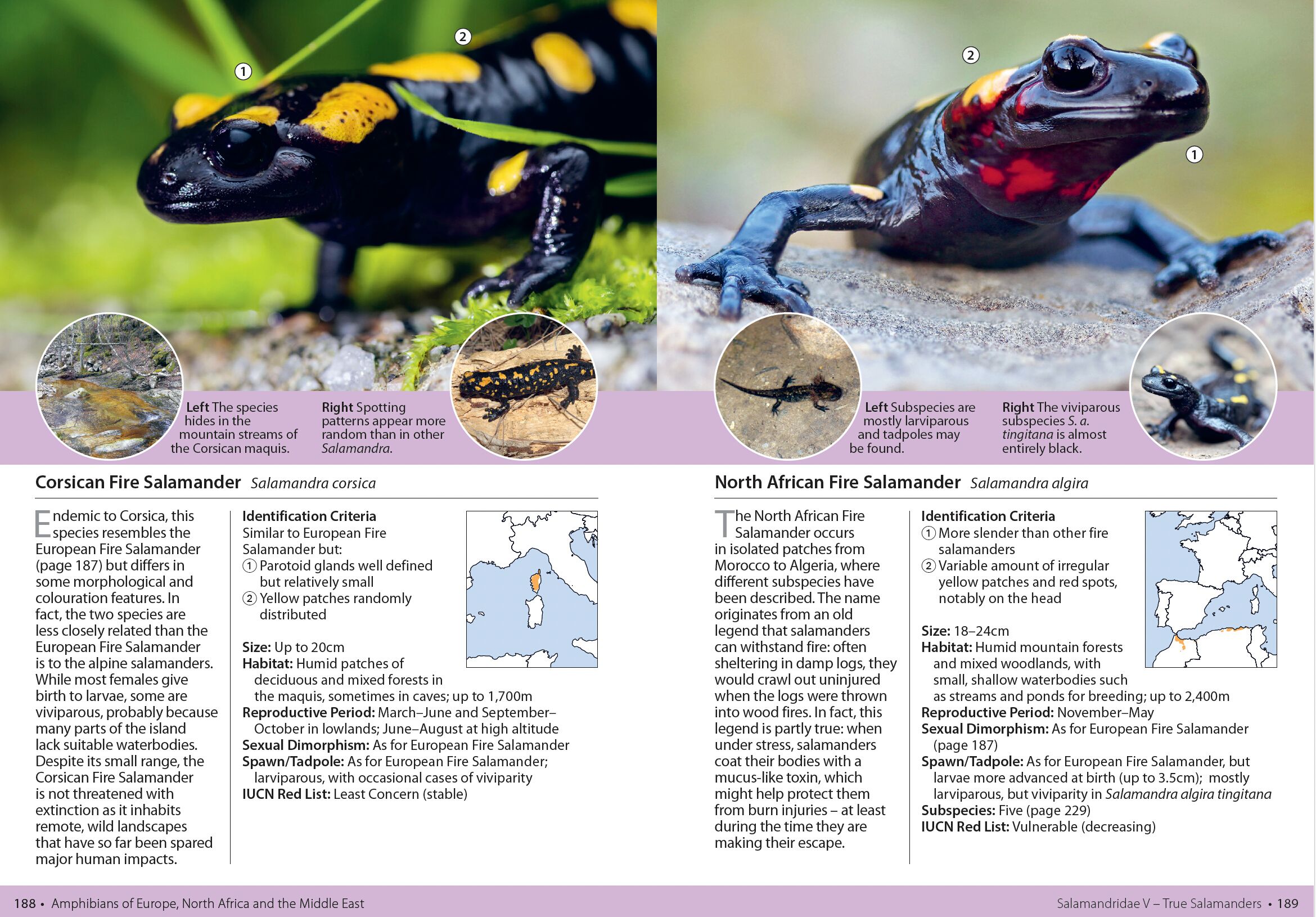 Page Spread