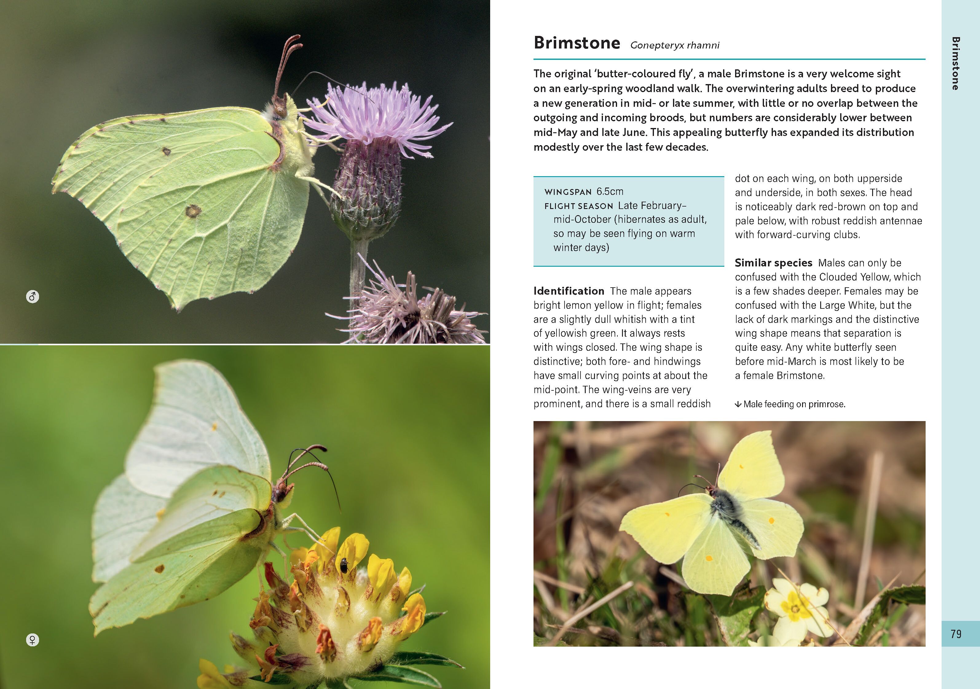 Page Spread