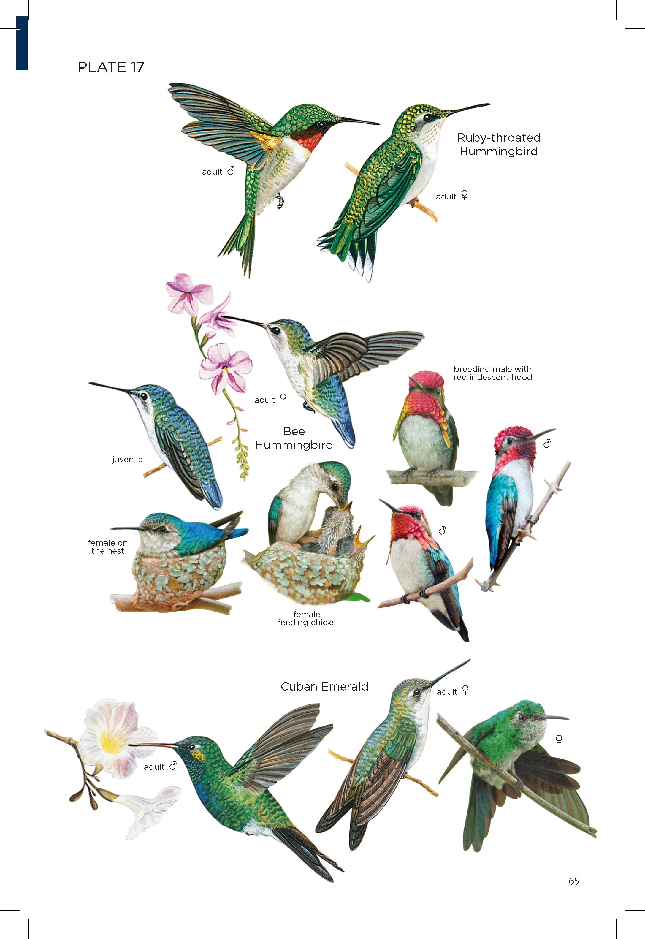 Page Spread